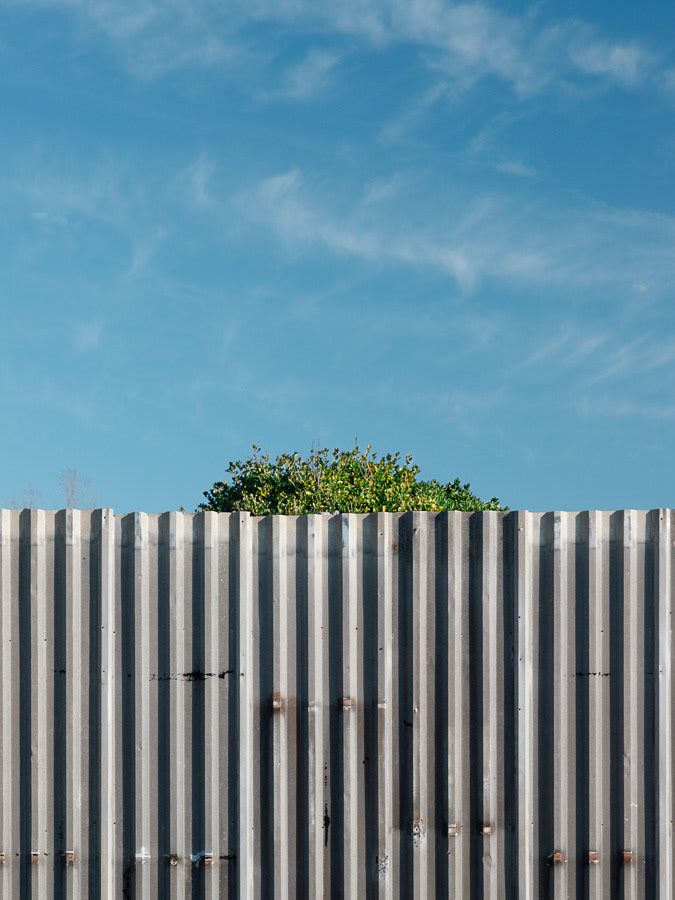 Tree behind a fence and sunny sky