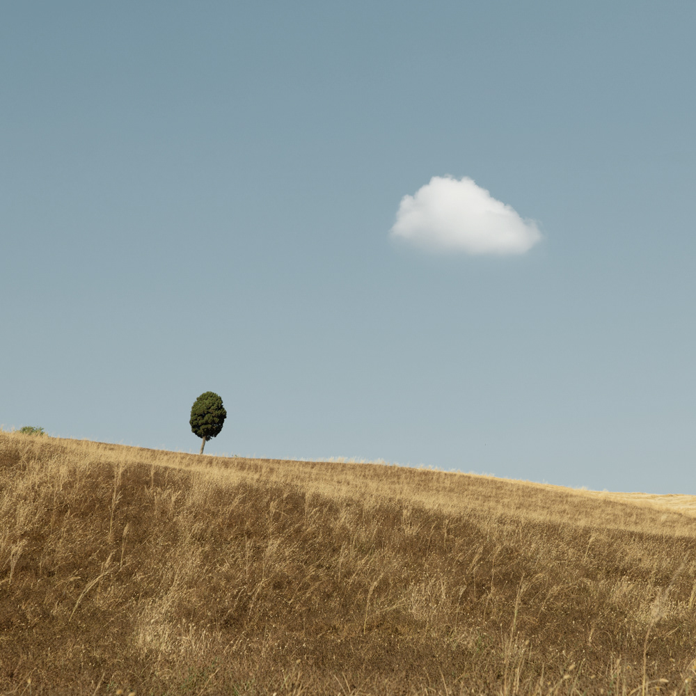 Tree and cloud in a landscape during a sunny day
