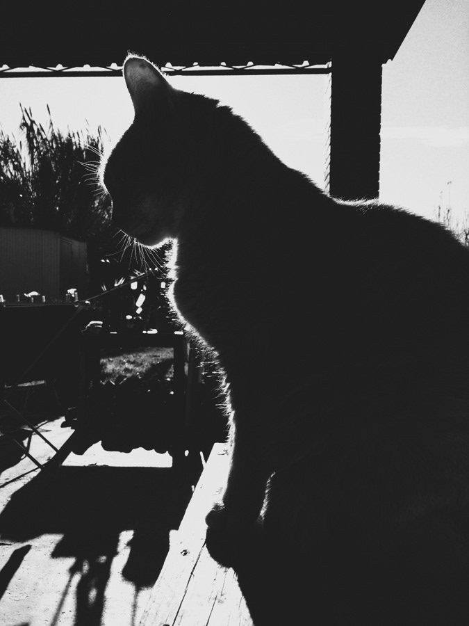 Outline of a cat in backlight
