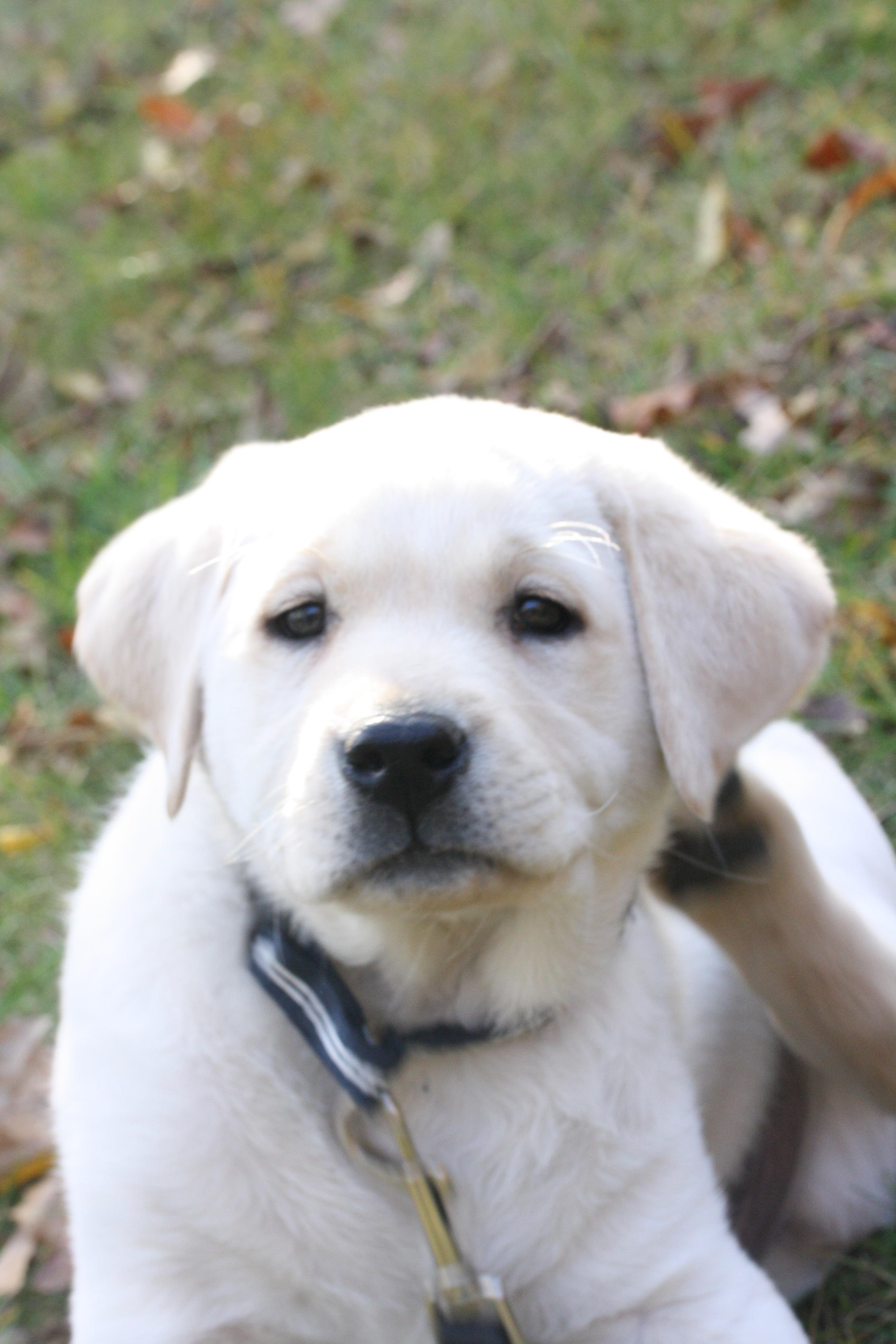 Biship (woodshop helper)