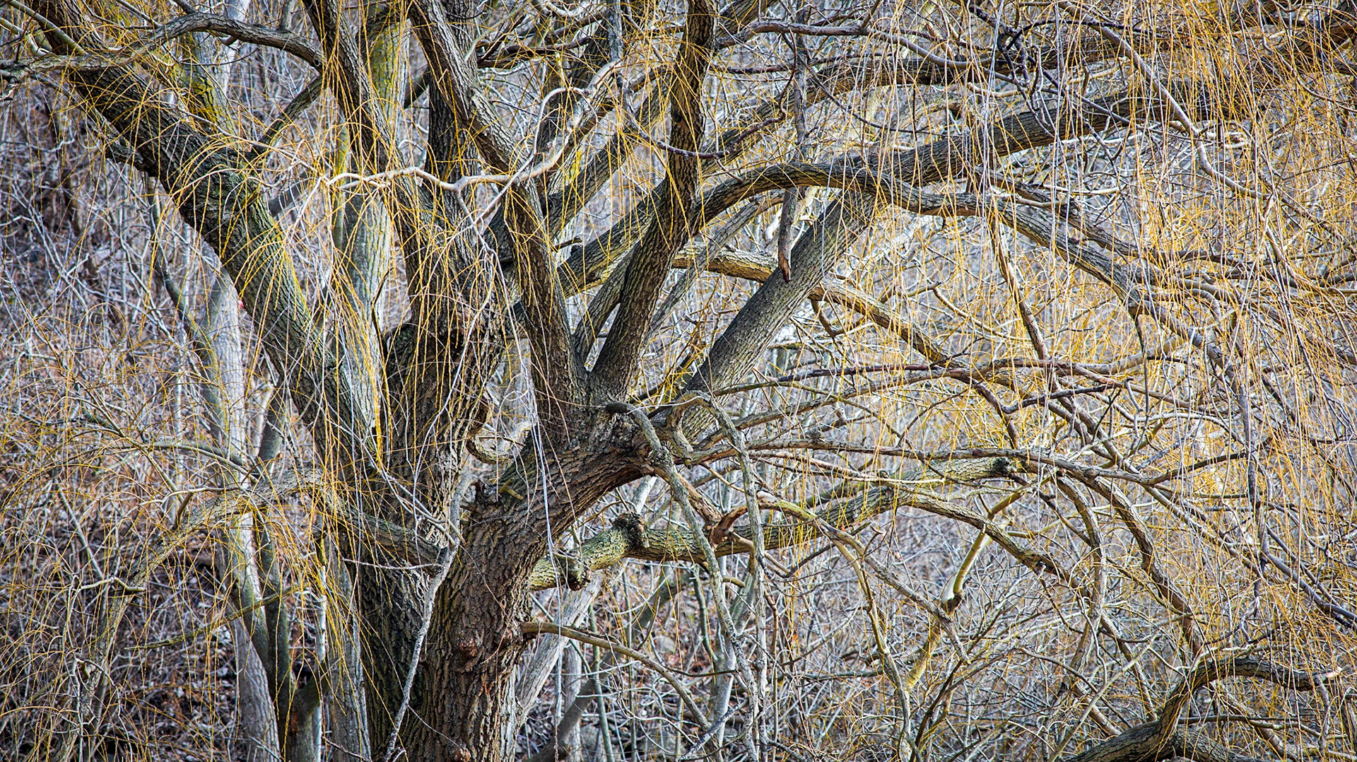 December 23 - 358/366