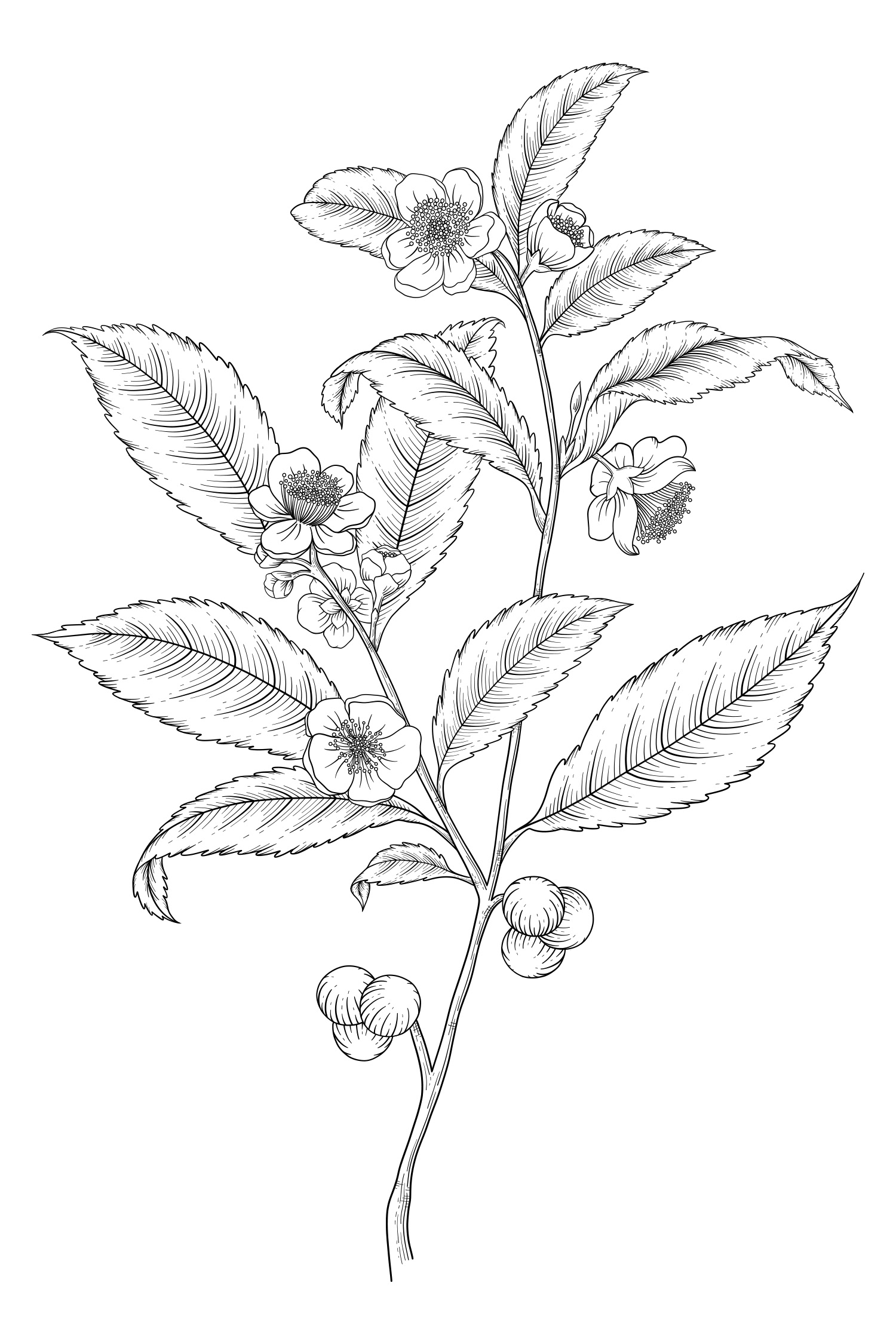 Camellia sinensis - Tea