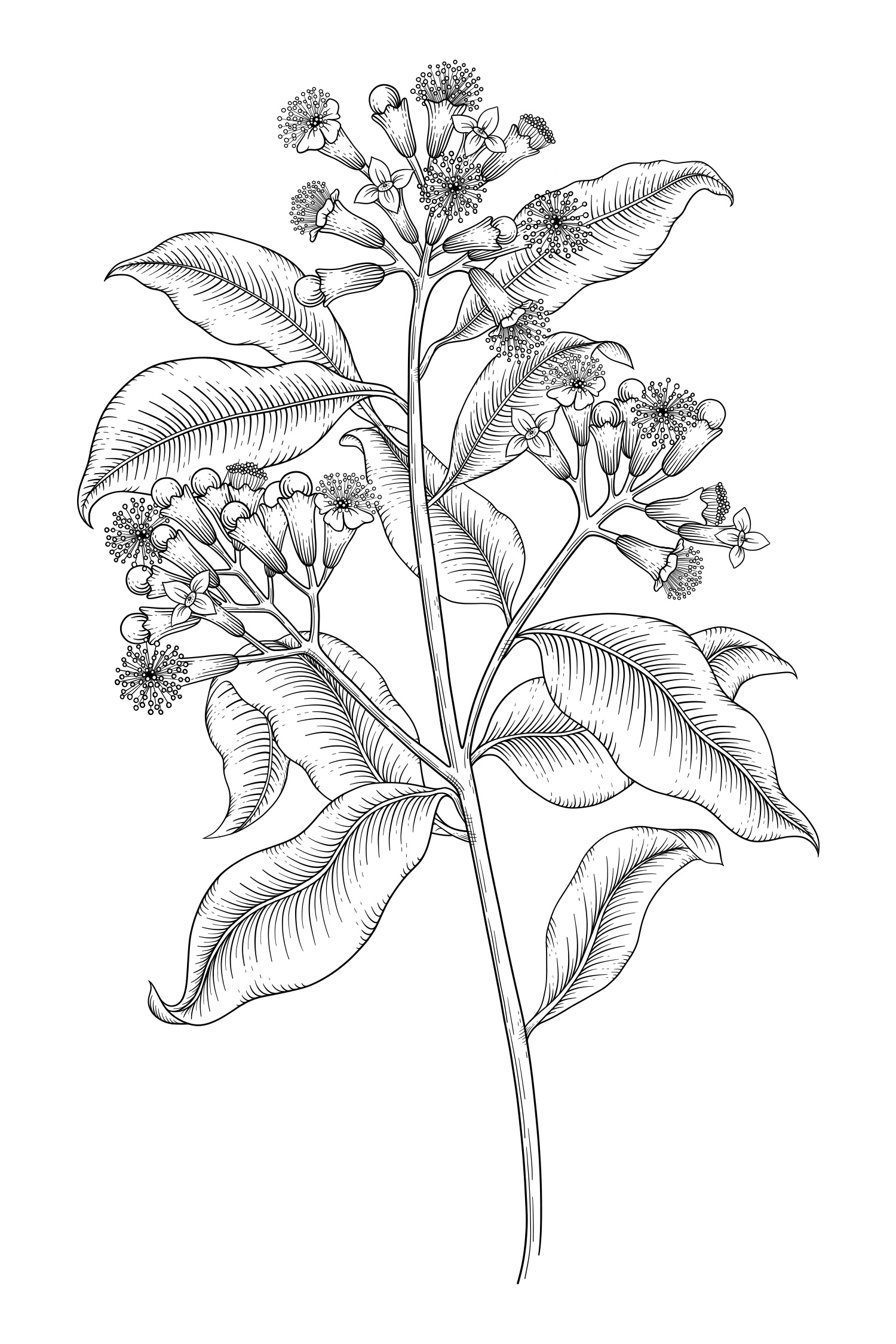 Syzygium aromaticum - Clove