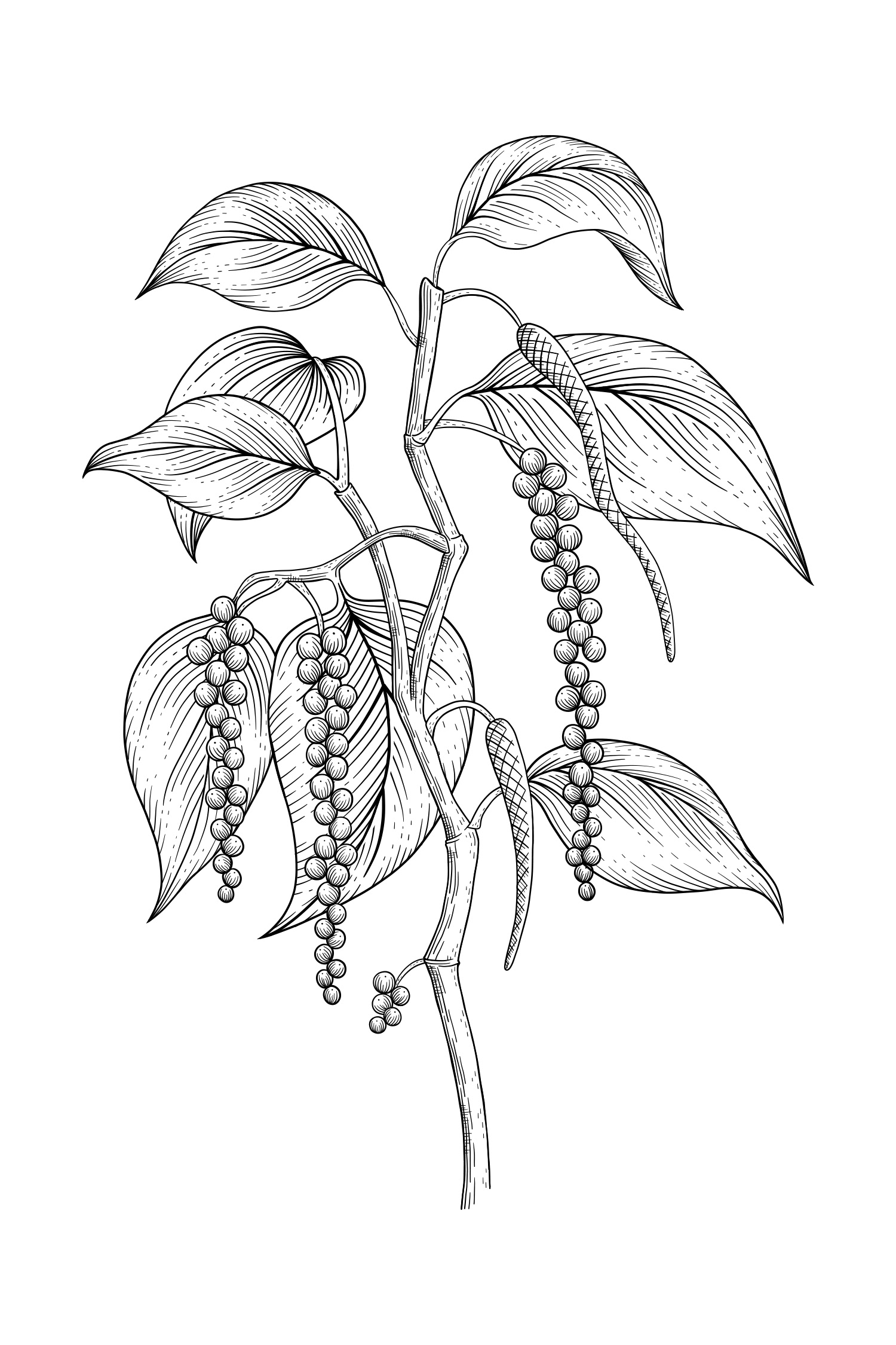 Piper nigrum - Black Pepper