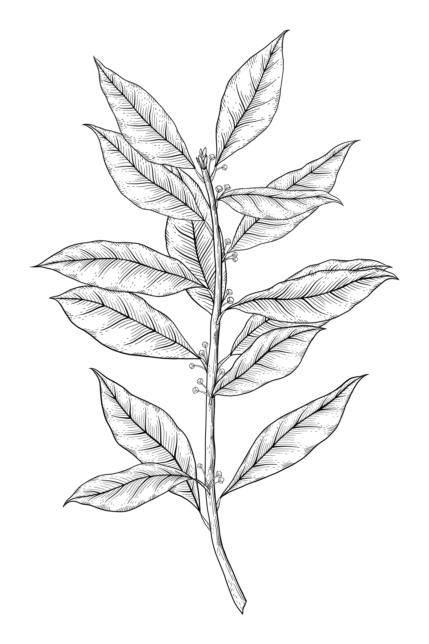 Laurus nobilis - Bay