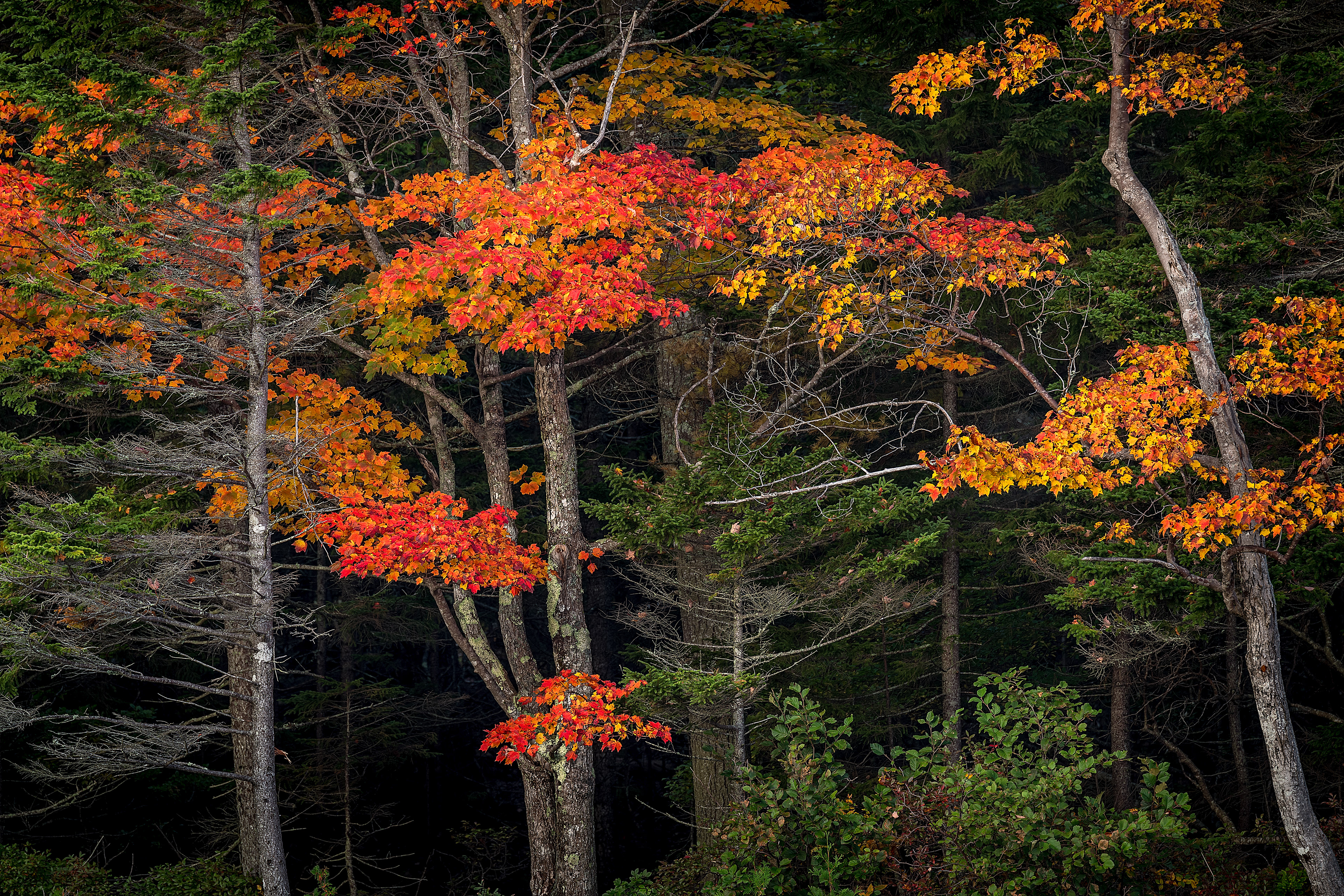 Acadia NP