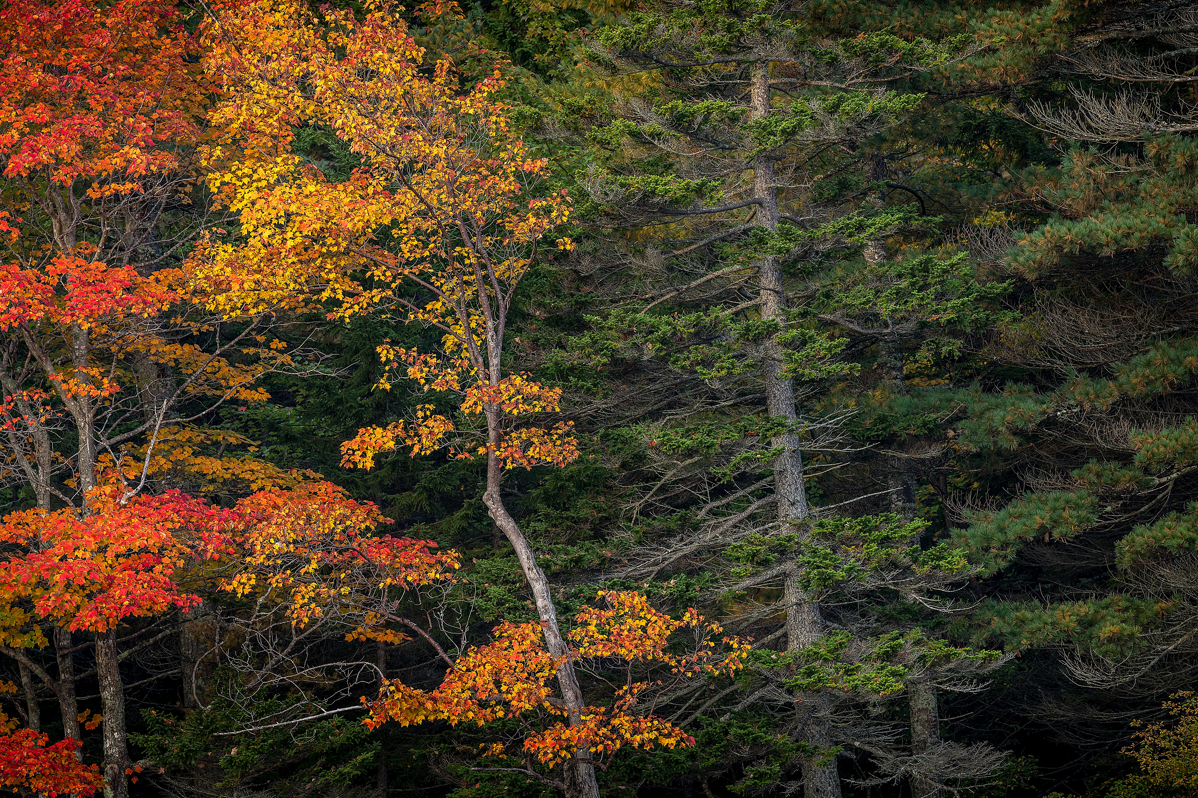 Acadia NP