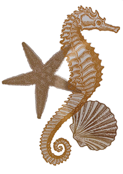 Seahorse illustration.