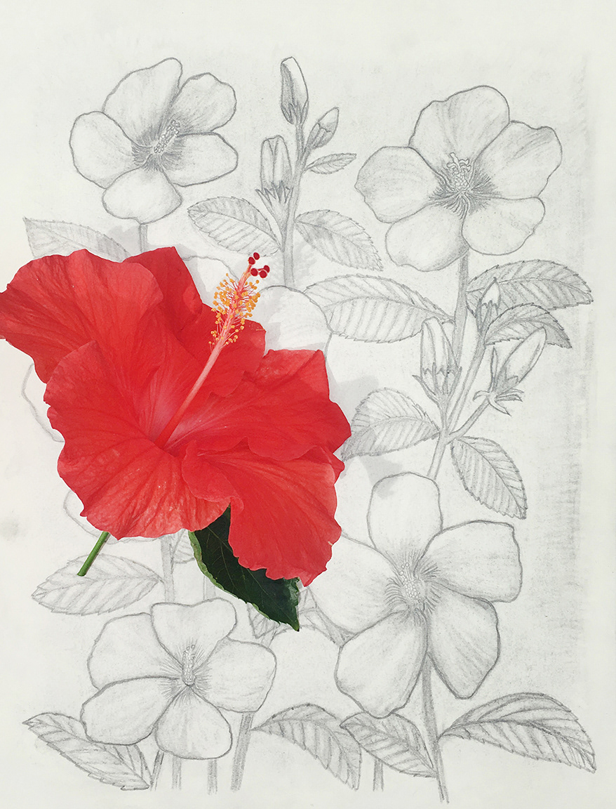 Original drawing and inspiration.