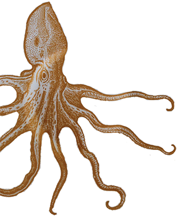Octopuses illustration.