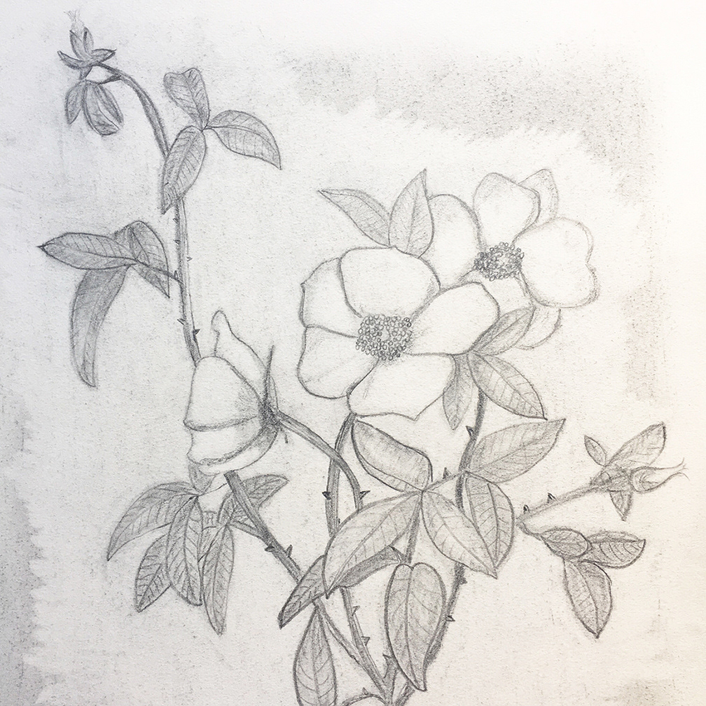 Original drawing.
