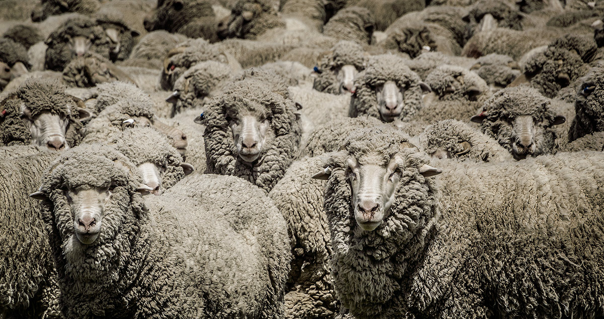 Merino schapen in de omgeving van Omarama