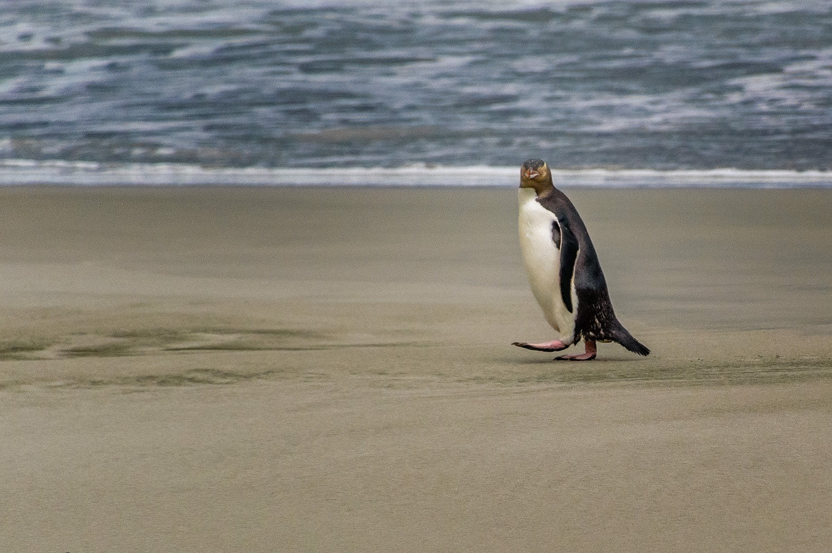 Pinguin bij Otago Peninsula in Dunedin