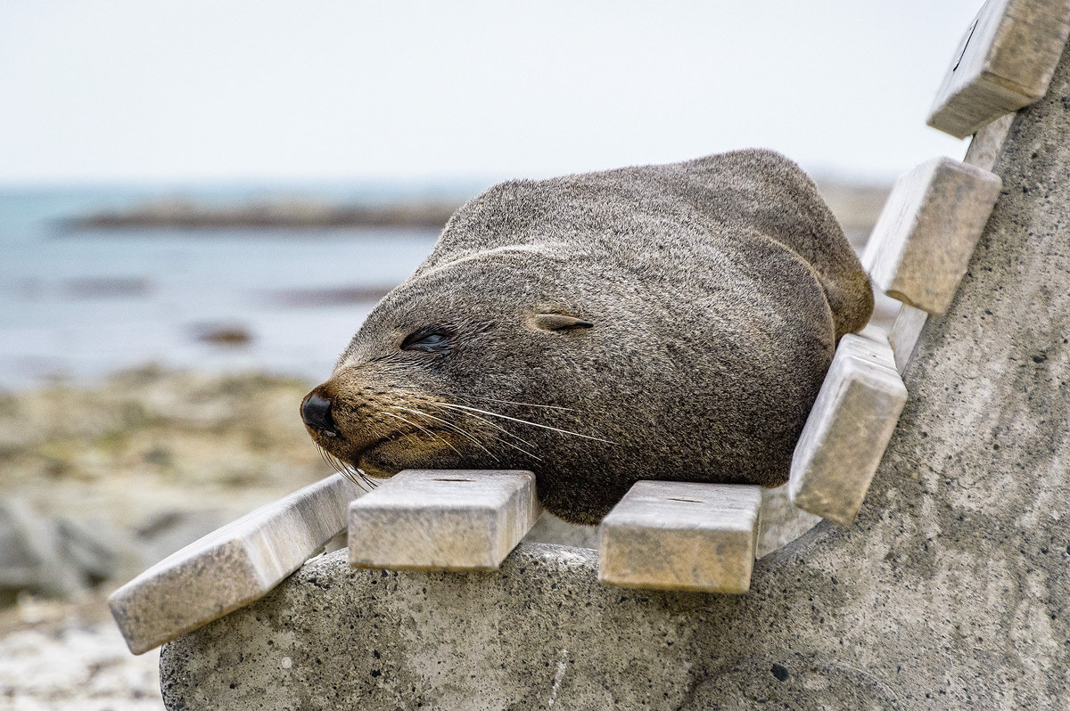 Slapende pelsrob op een bankje in Kaikoura Peninsula