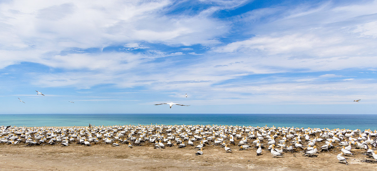 Jan van Genten kolonie op Cape Kidnappers in Hawkes Bay