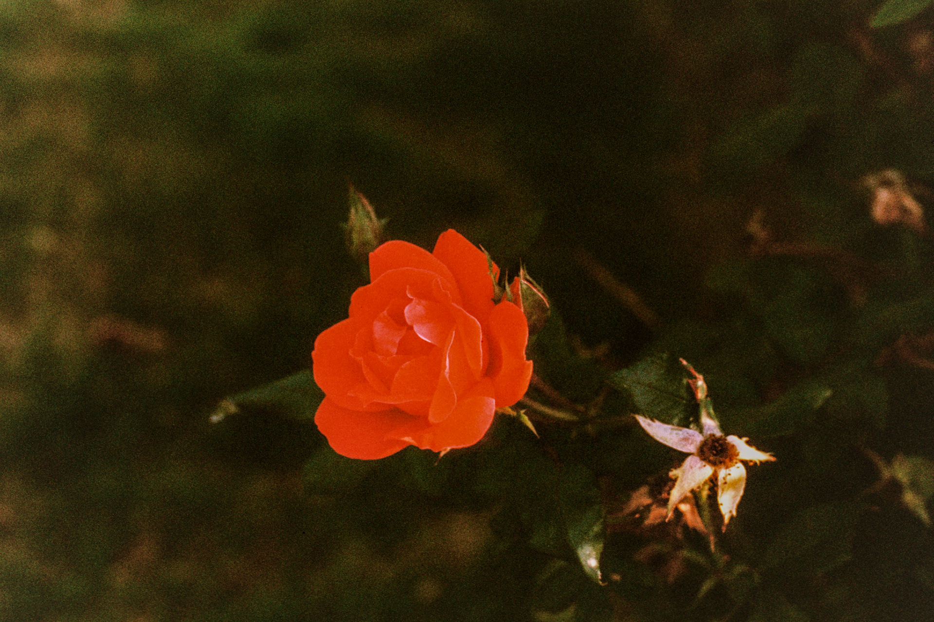 I like flowers. 