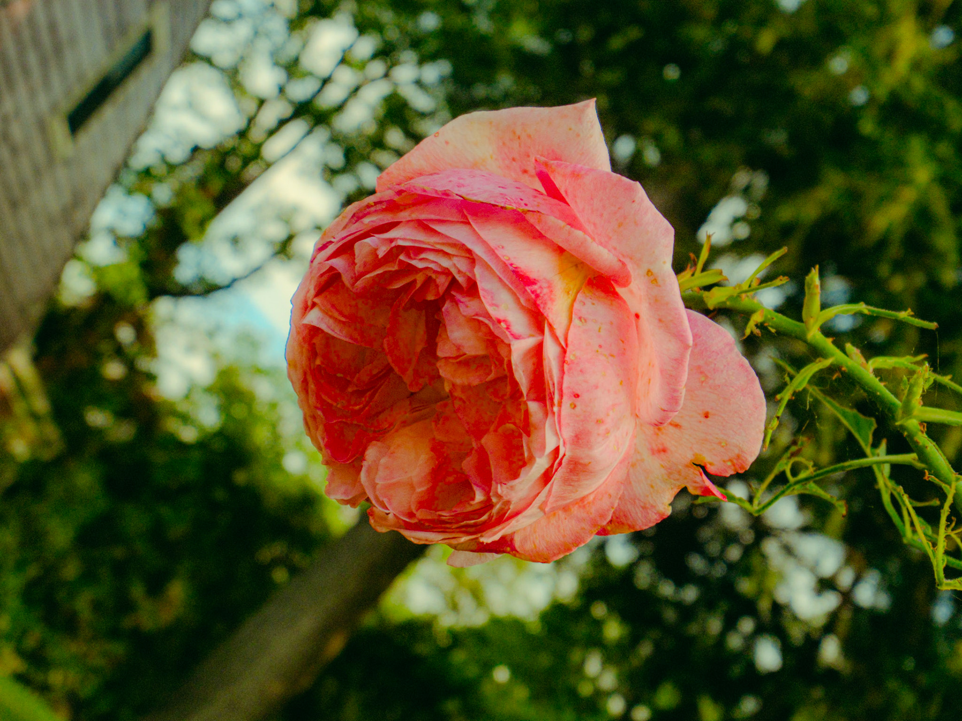 I like flowers