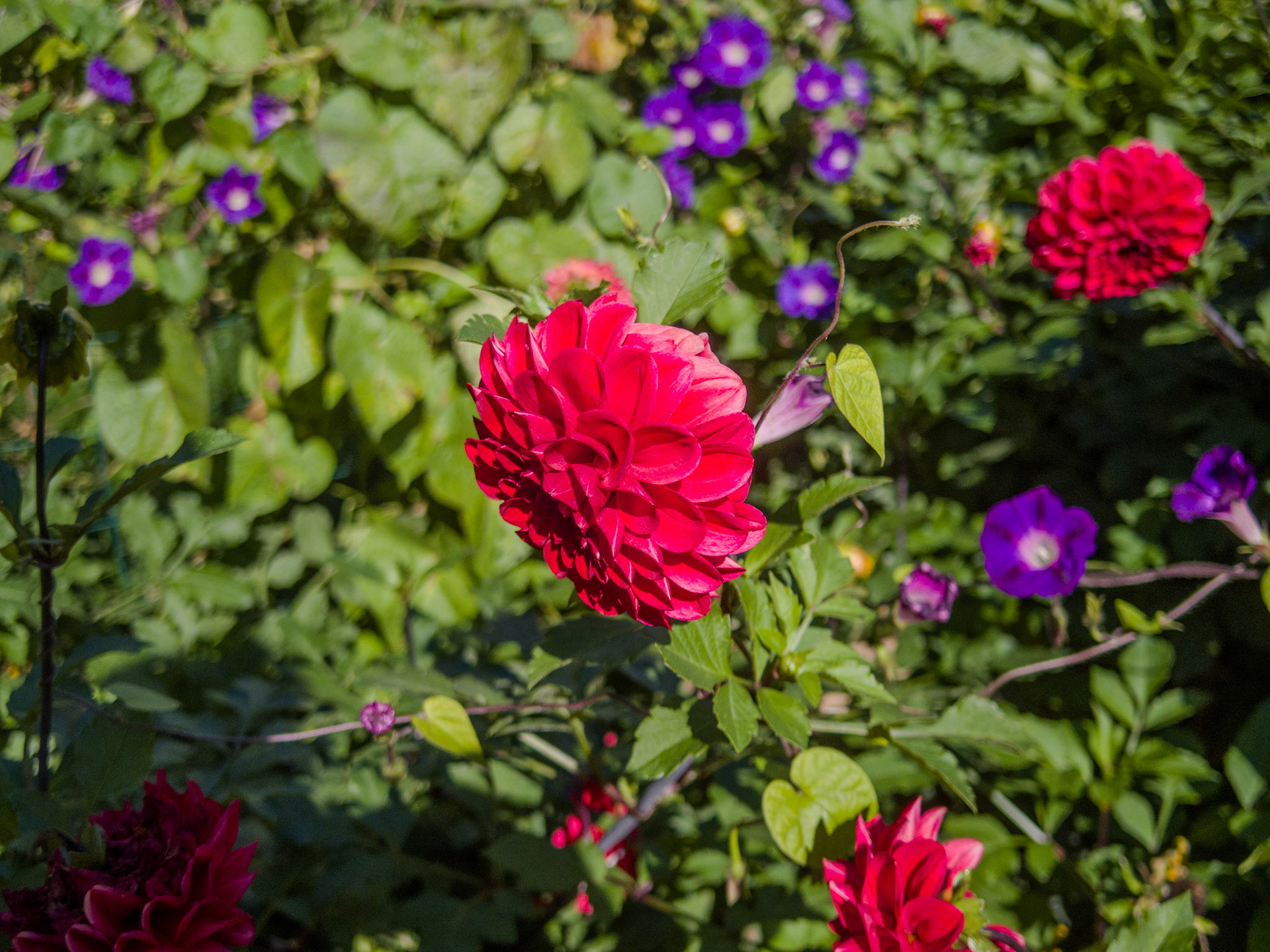 I like flowers.
