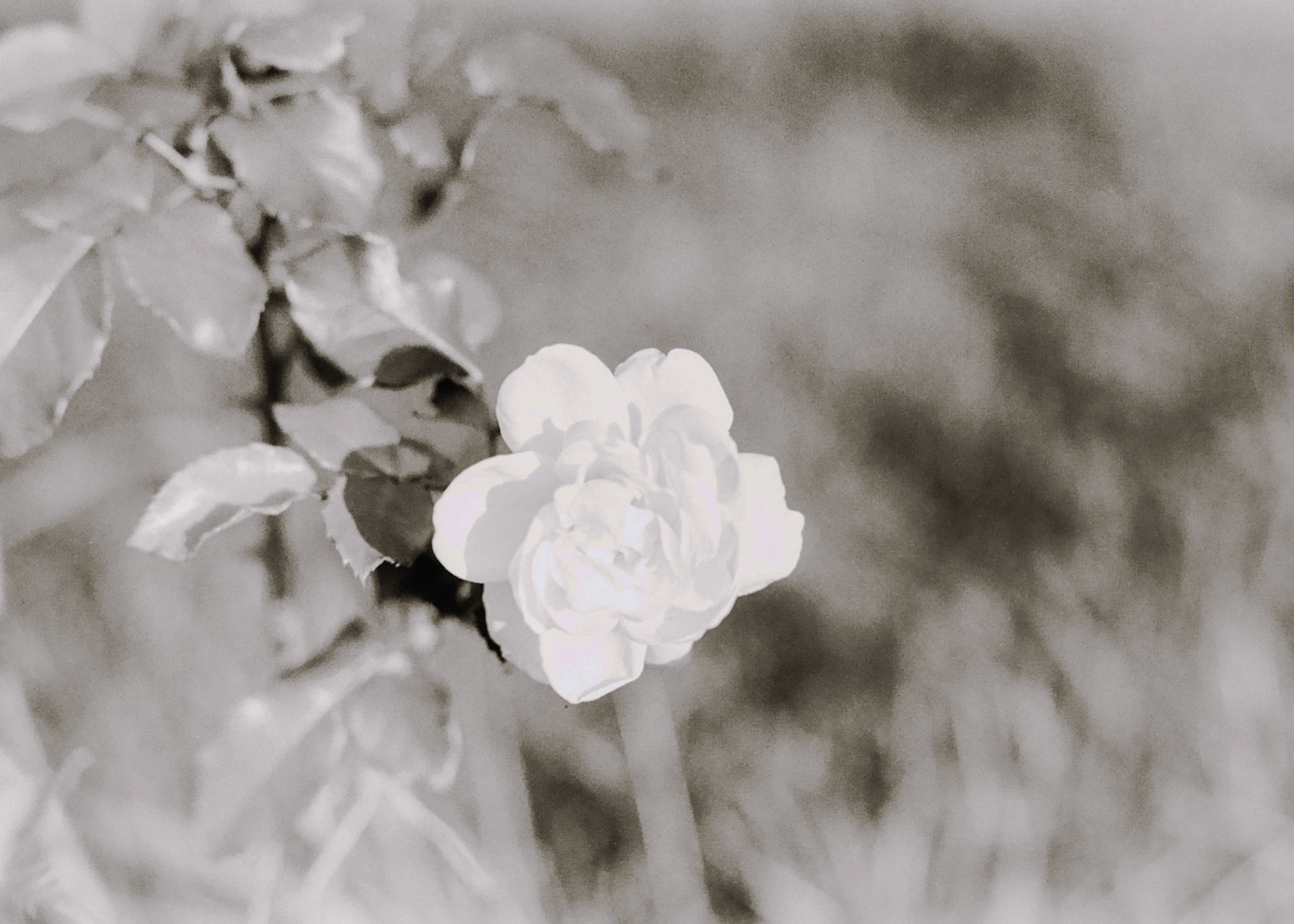 I like flowers. 