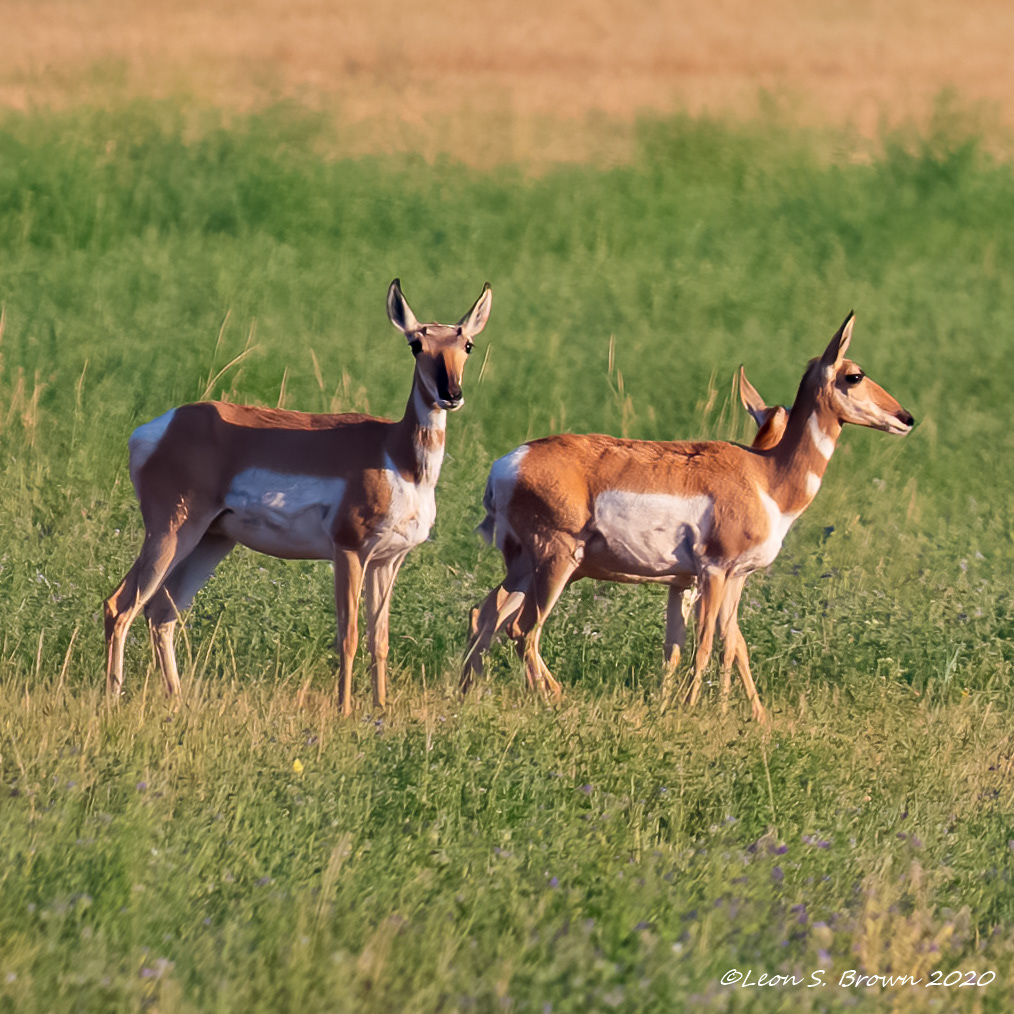 Pronghorn Antelope
