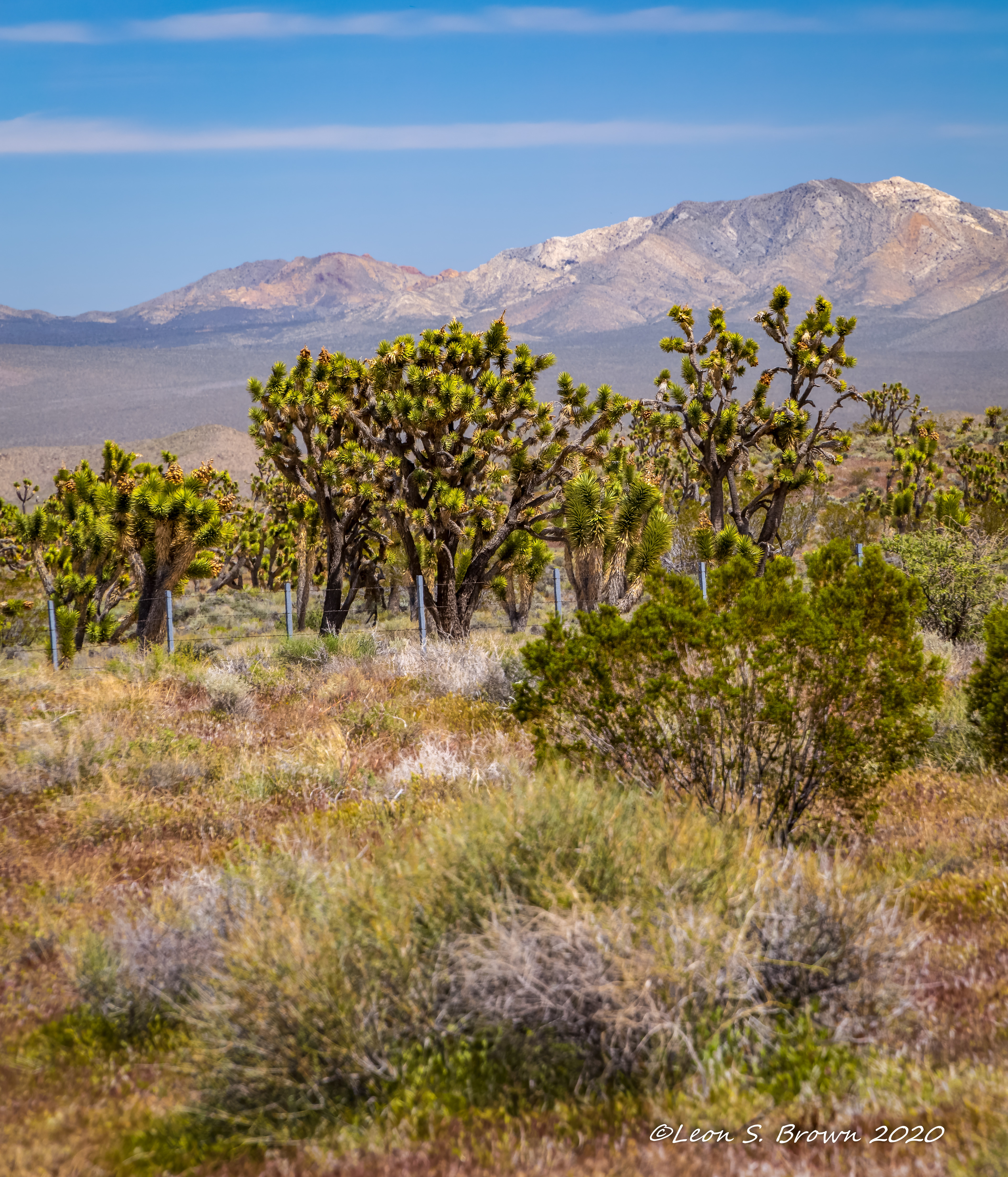 Joshua Tree in California