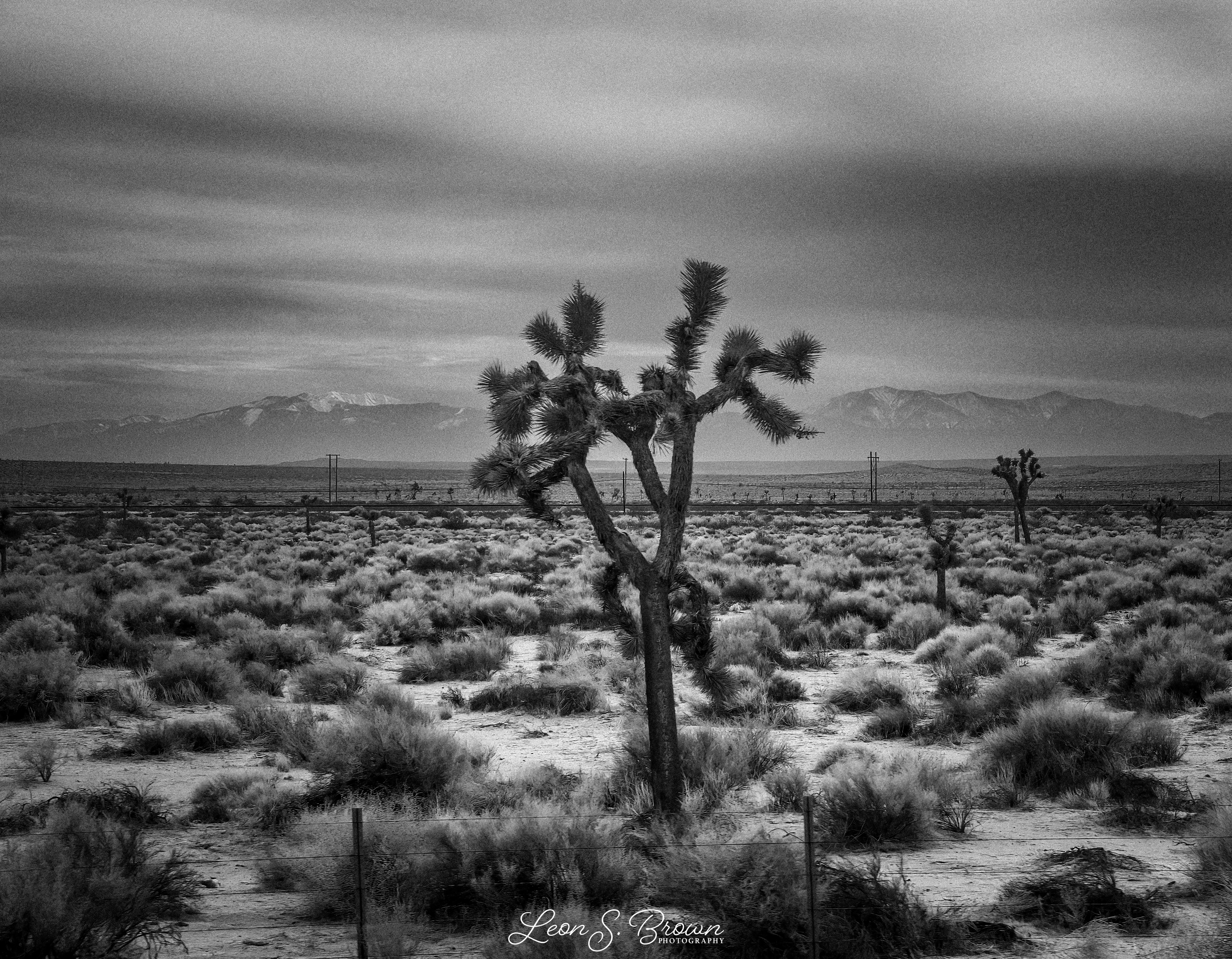 Mojave Desert