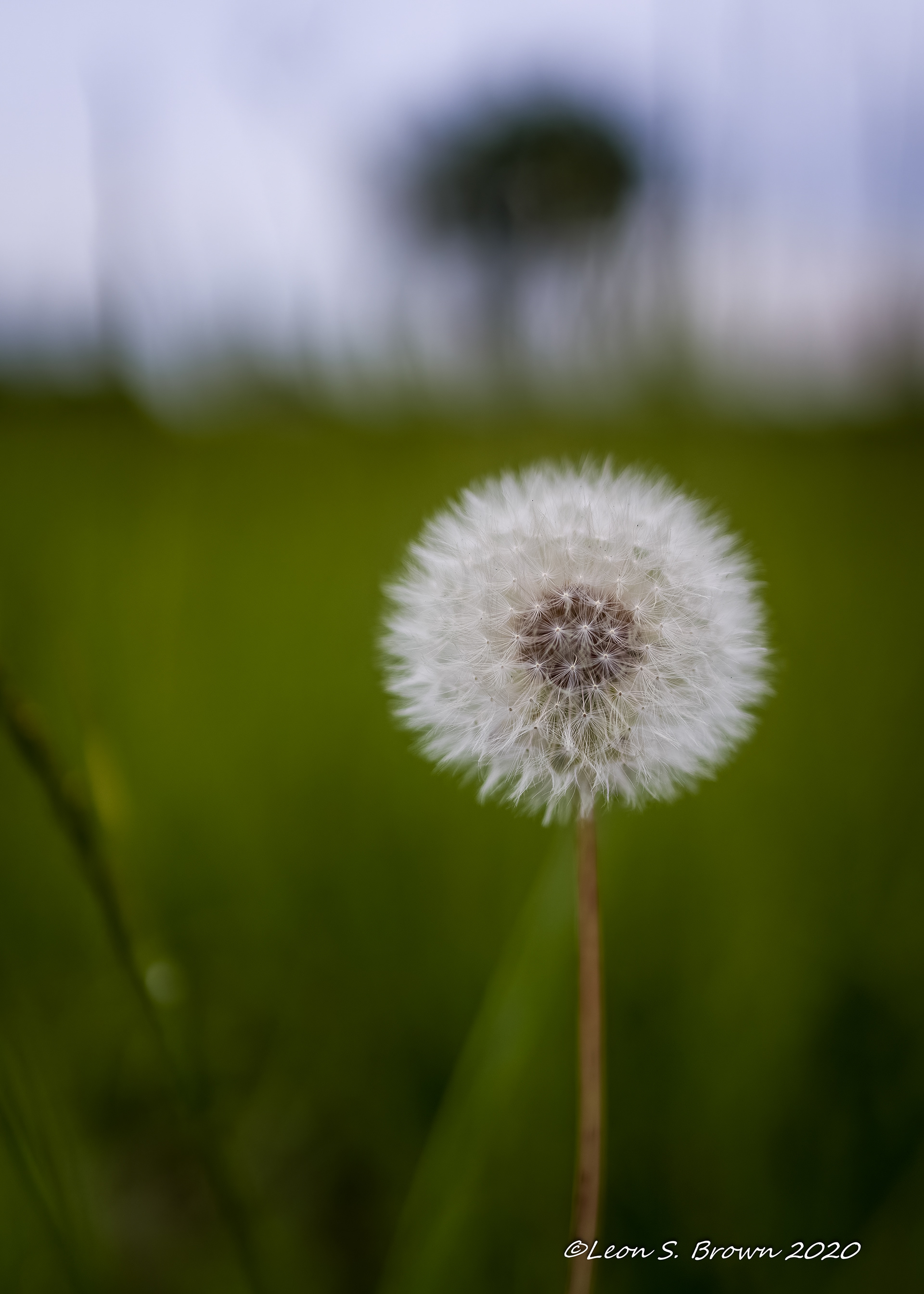 Dandelion Fluff
