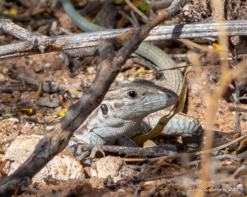 New Mexico Whiptail in Las Cruces 