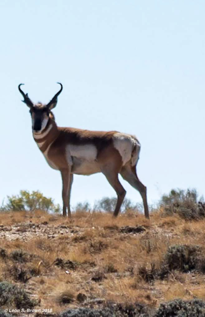 Pronghorn Antelope
