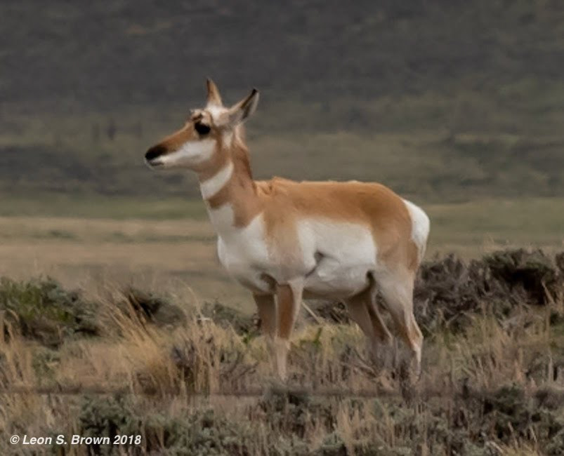Pronghorn Antelope
