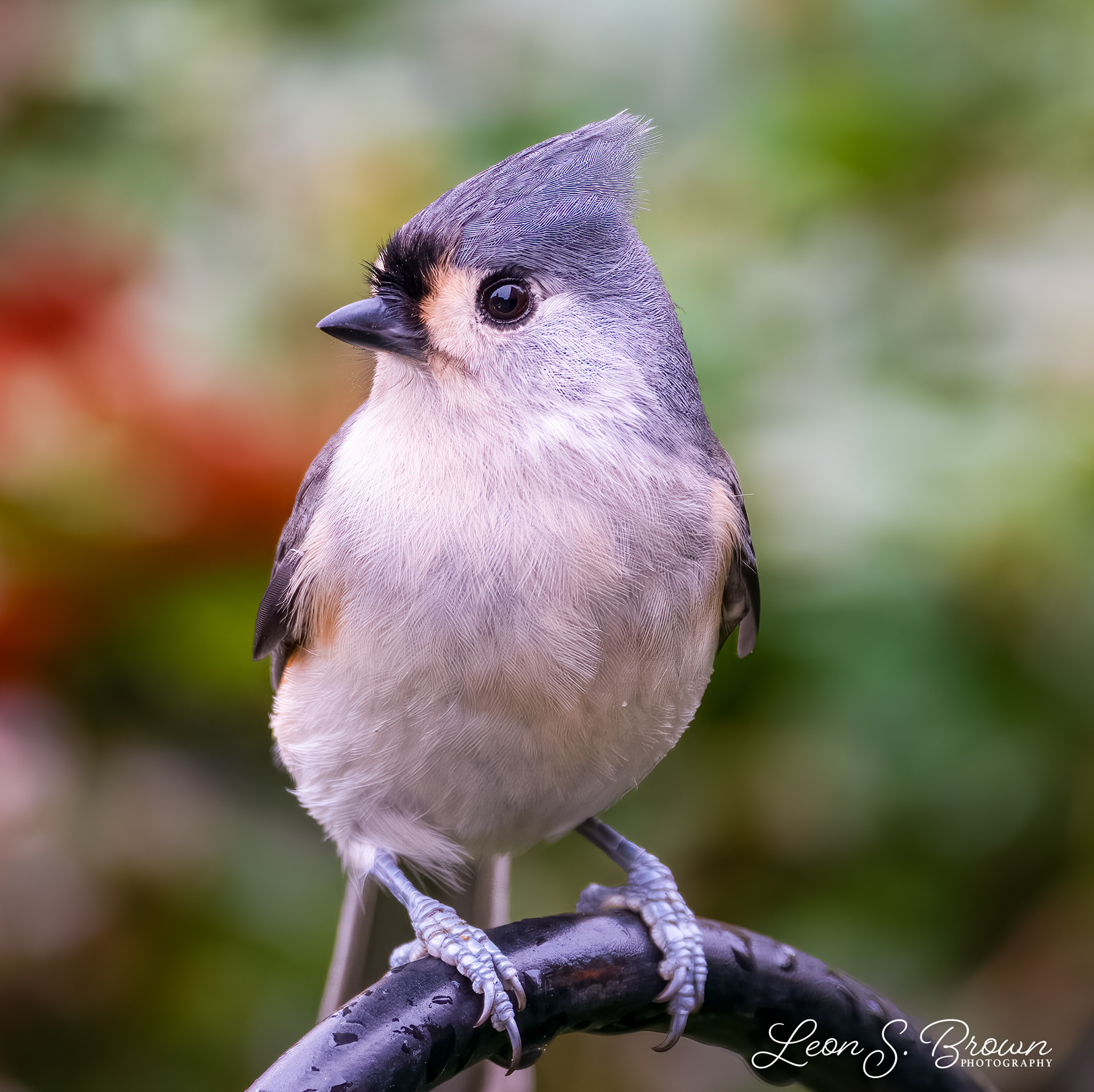 Tufted Titmouse