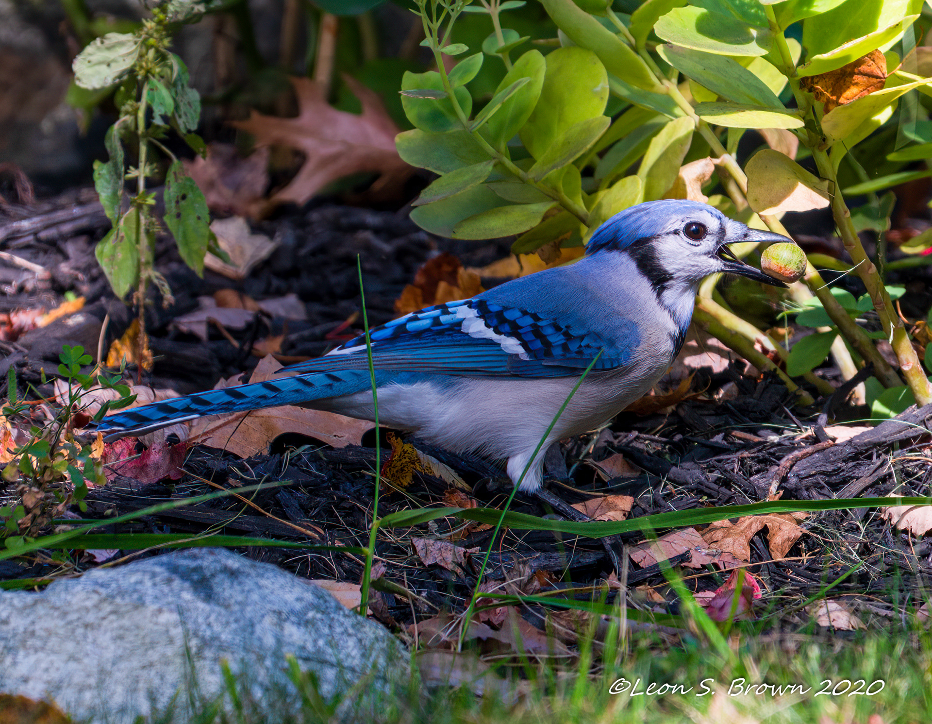 Blue Jay