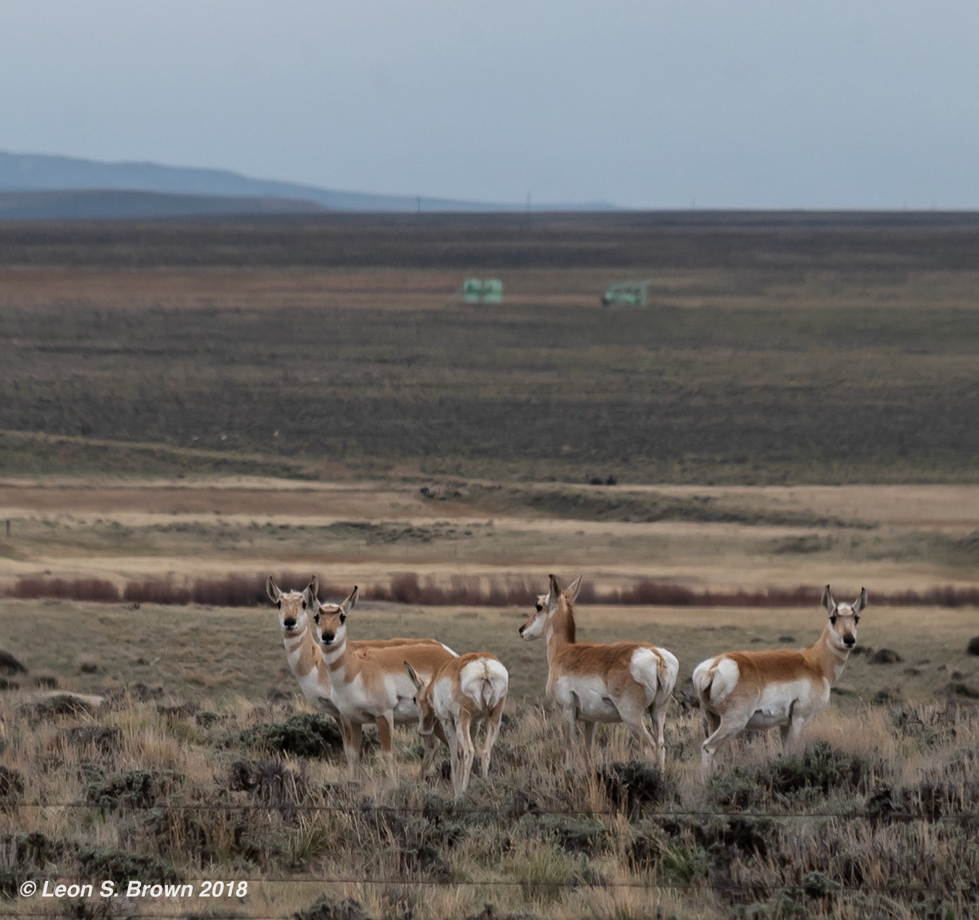 Pronghorn Antelope