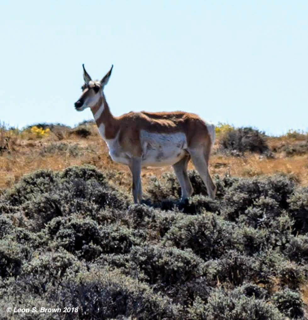 Pronghorn Antelope