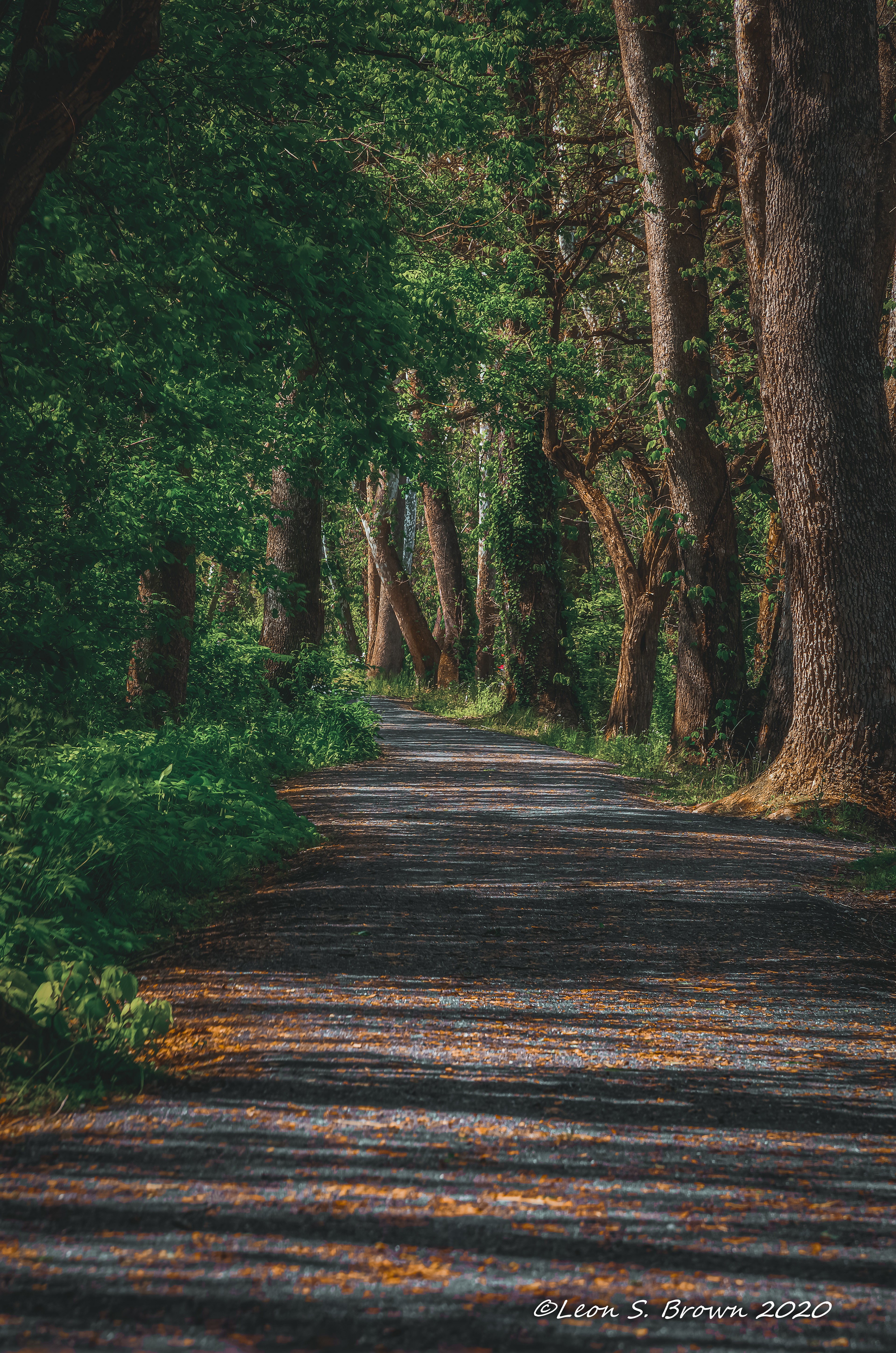 Wooded Path at C&O Canal in Sharpsburg, Md