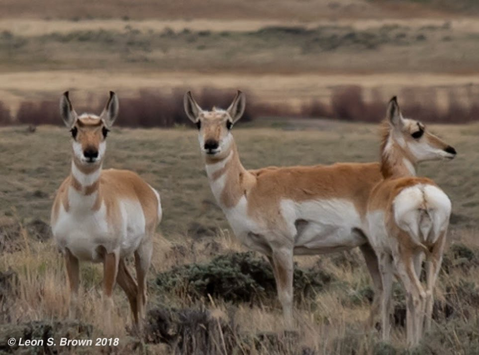 Pronghorn Antelope