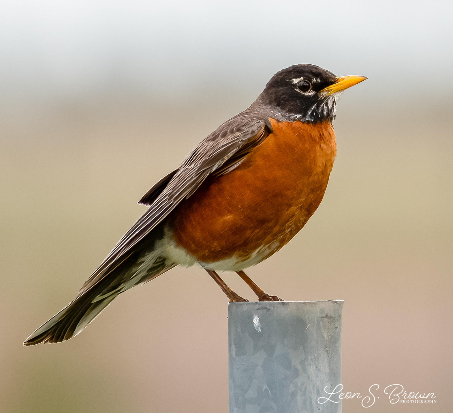 American Robin
