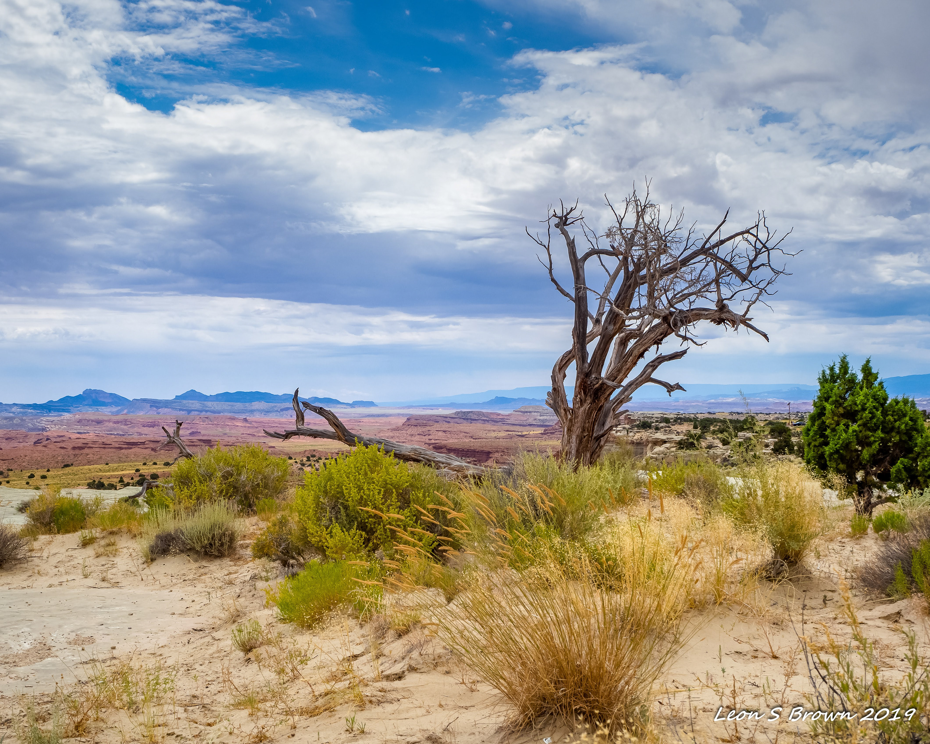 Salt Wash Canyon