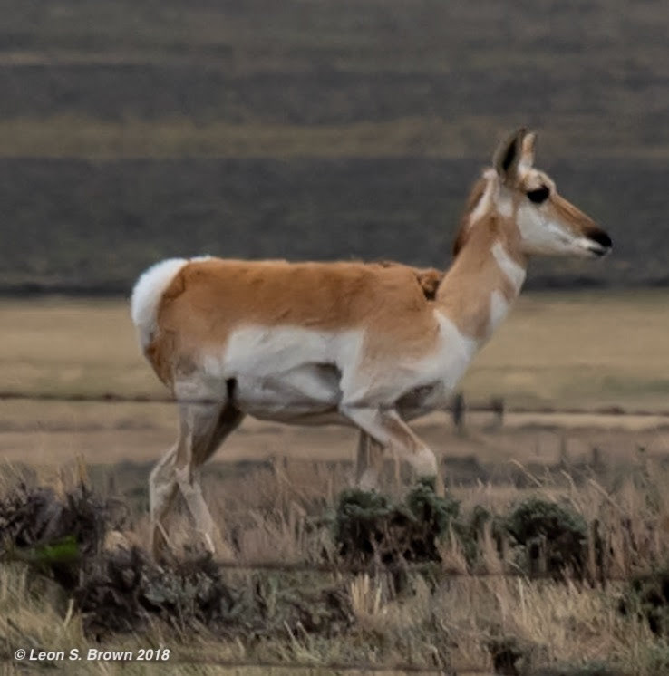 Pronghorn Antelope