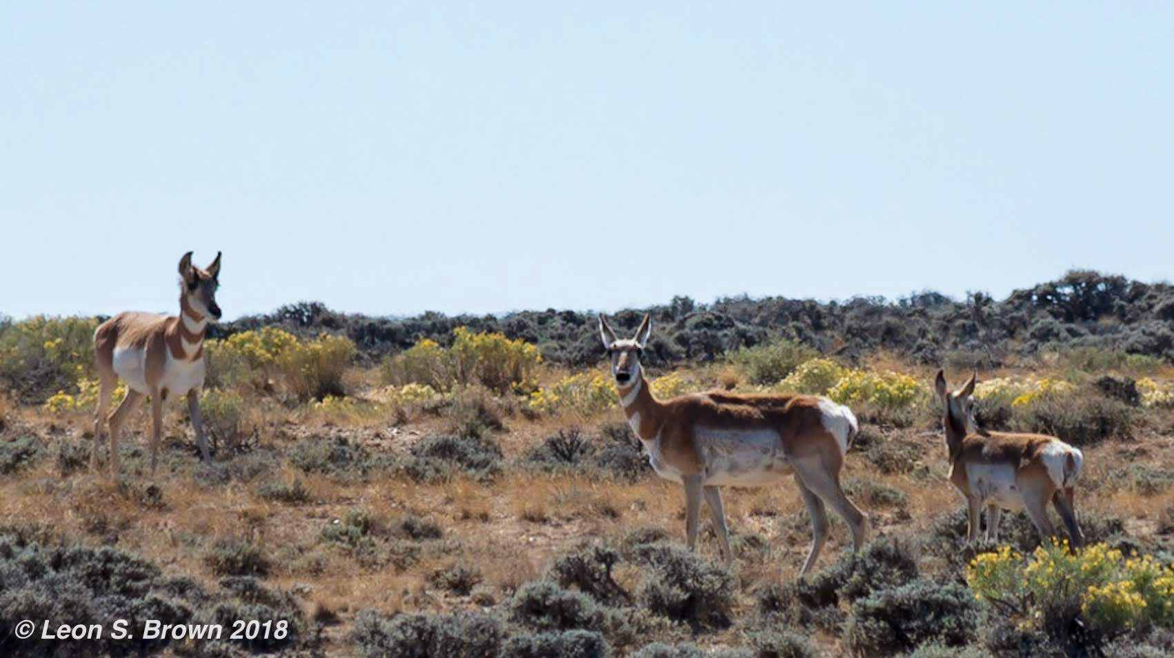 Pronghorn Antelope