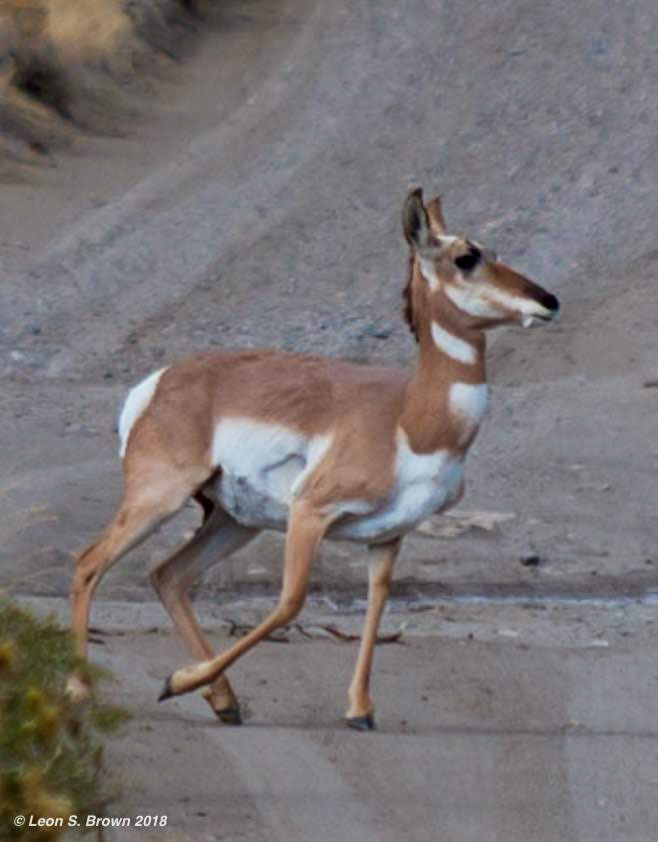 Pronghorn Antelope