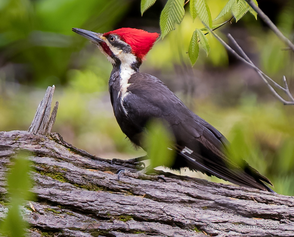 North American Woodpecker @ Cunningham Falls State Park