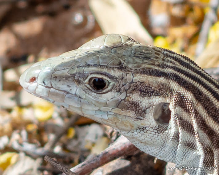 New Mexico Whiptail in Las Cruces 