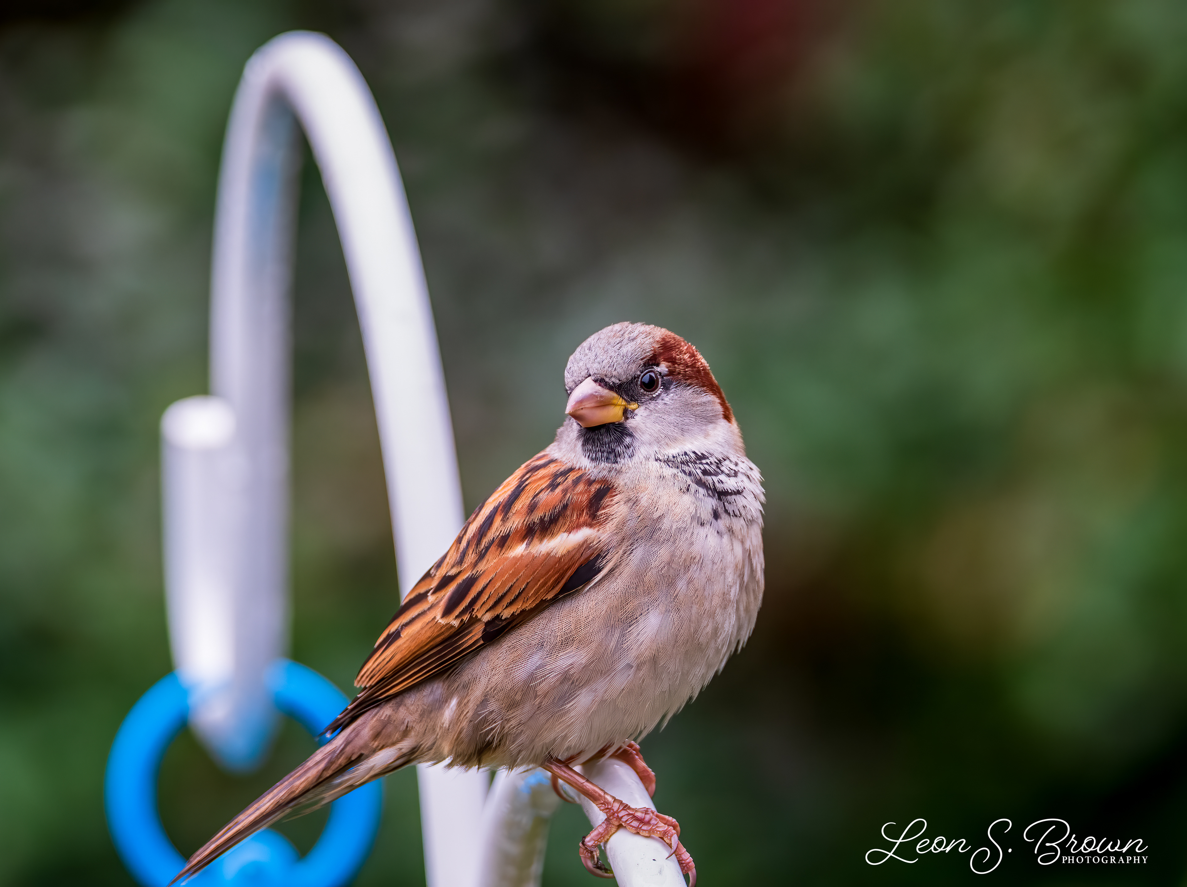 Sparrow