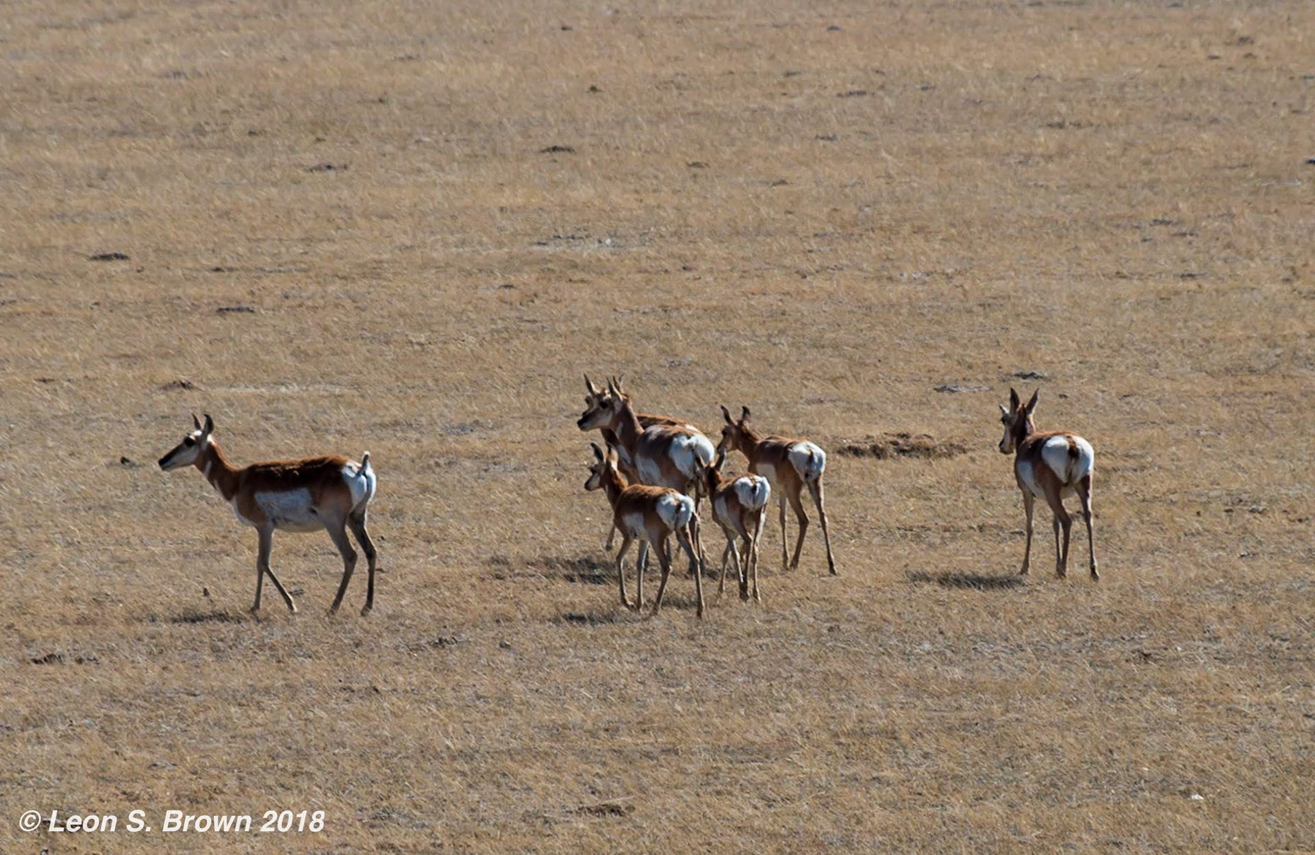 Pronghorn Antelope