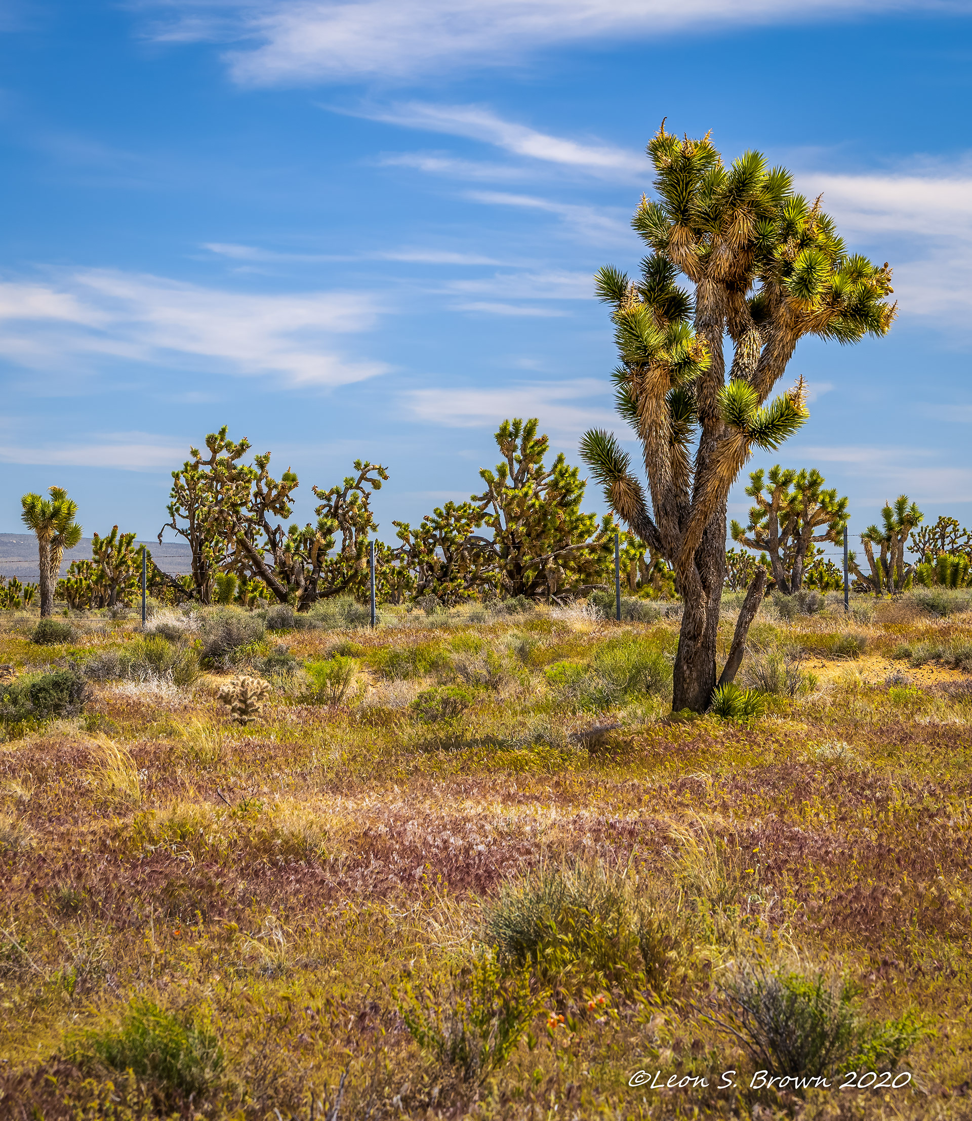 Joshua Tree in California