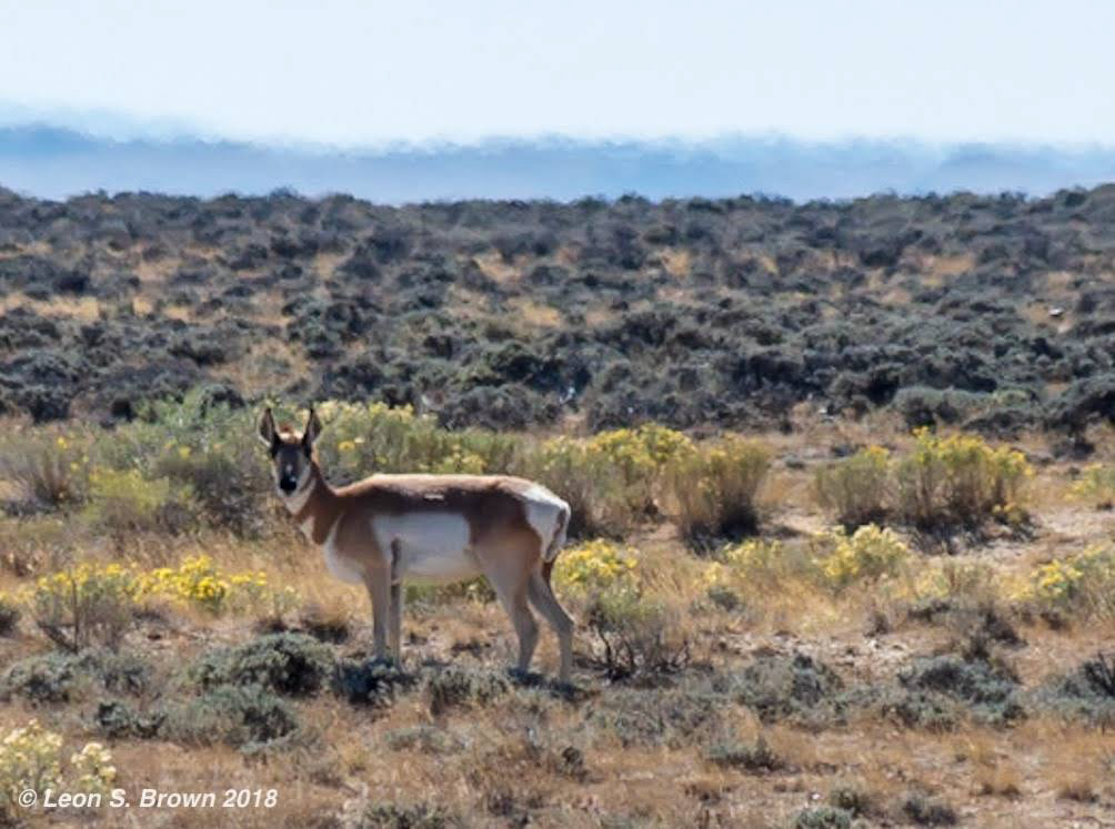 Pronghorn Antelope