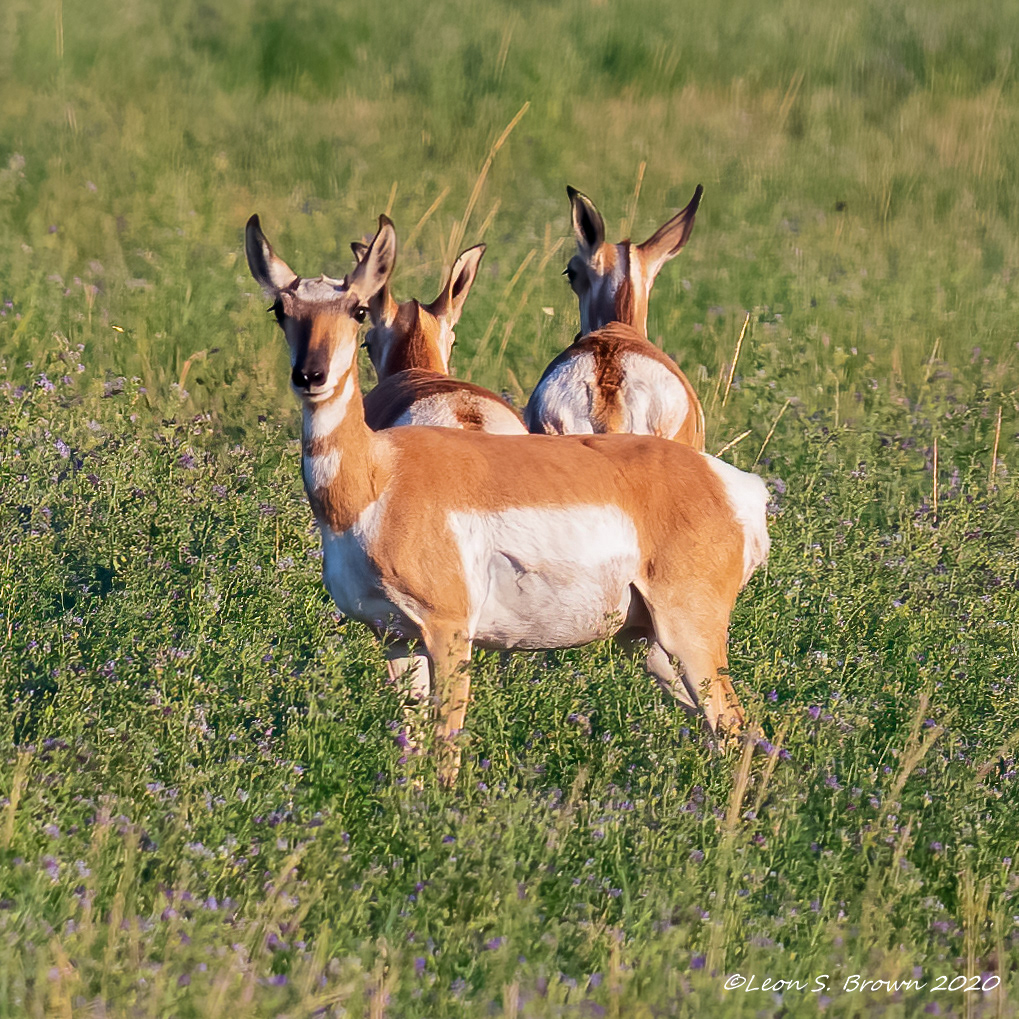 Pronghorn Antelope