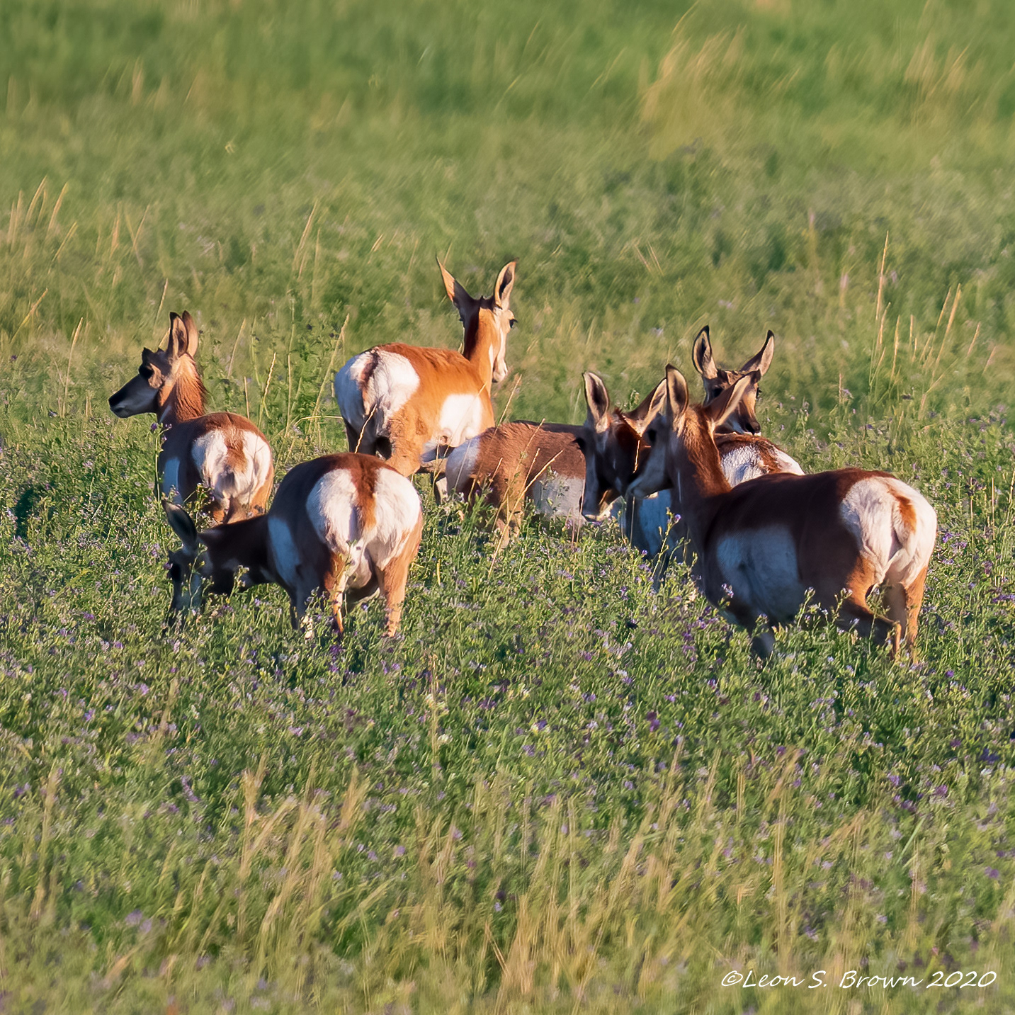 Pronghorn Antelope