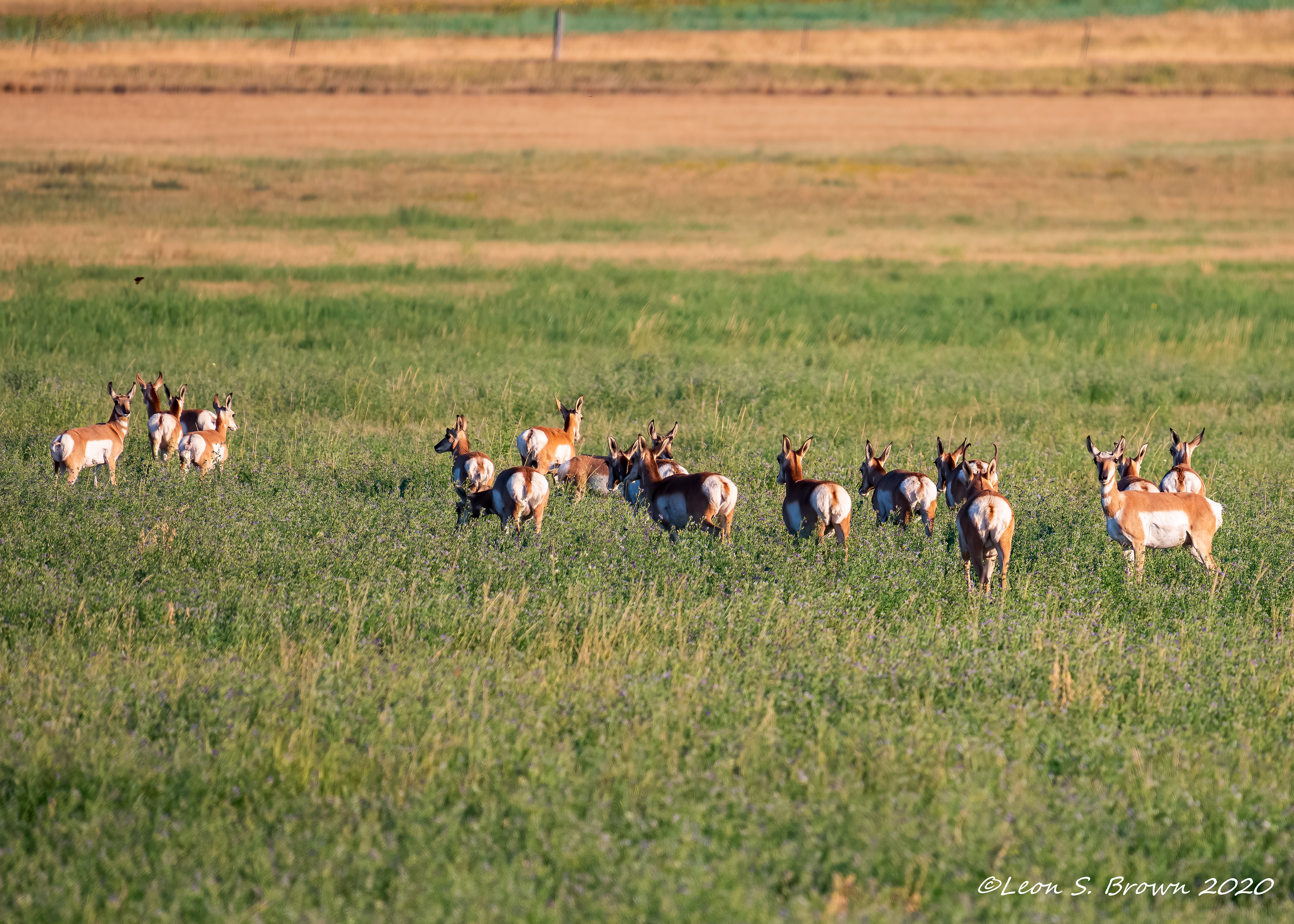 Pronghorn Antelope